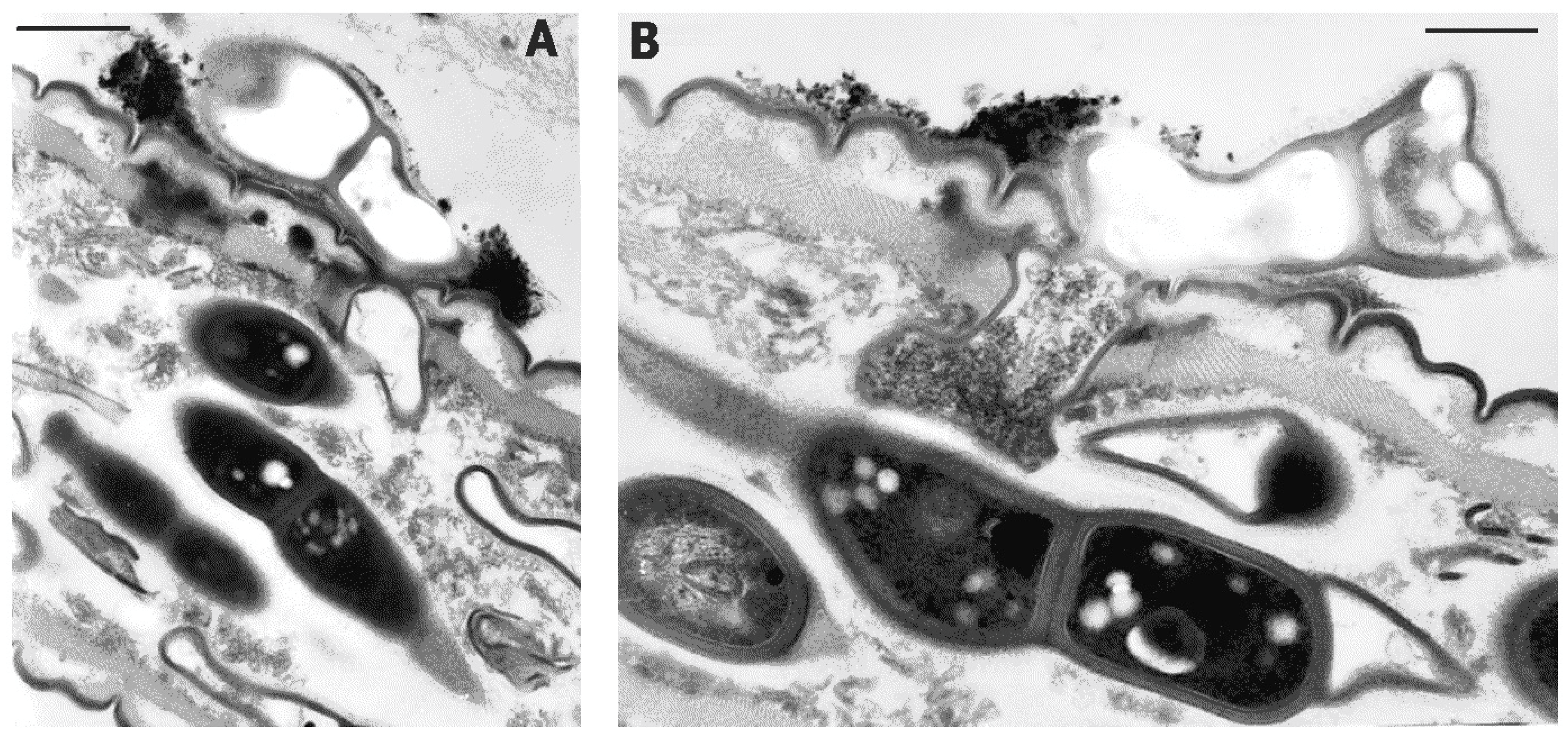 Pathogens 10 01226 g003