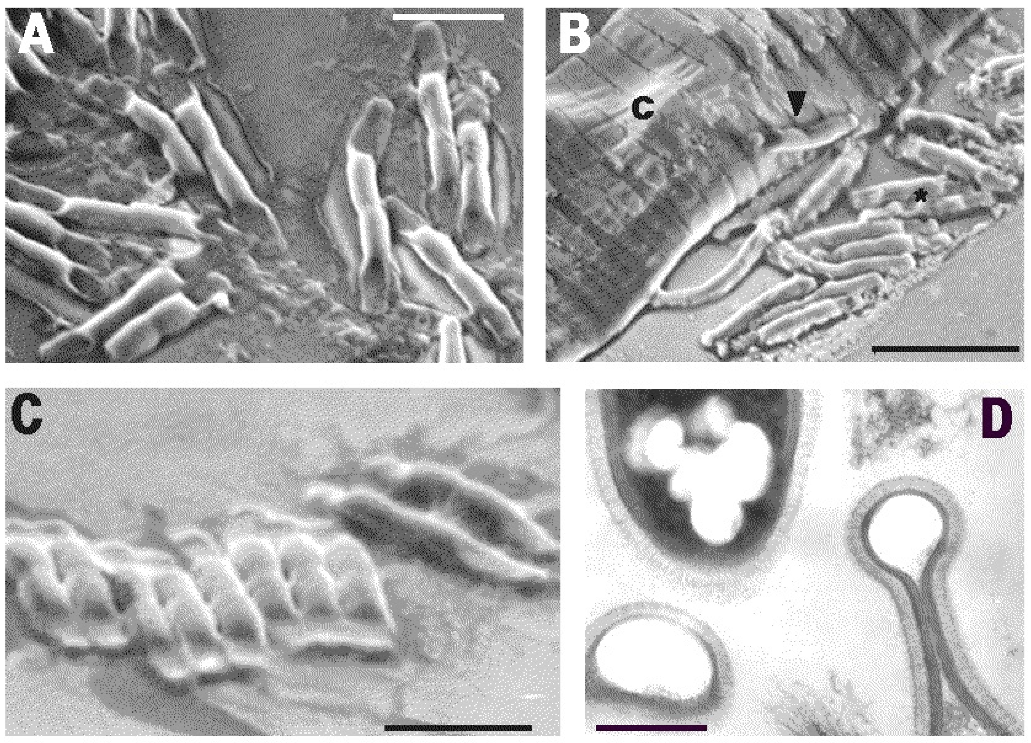 Pathogens 10 01226 g004