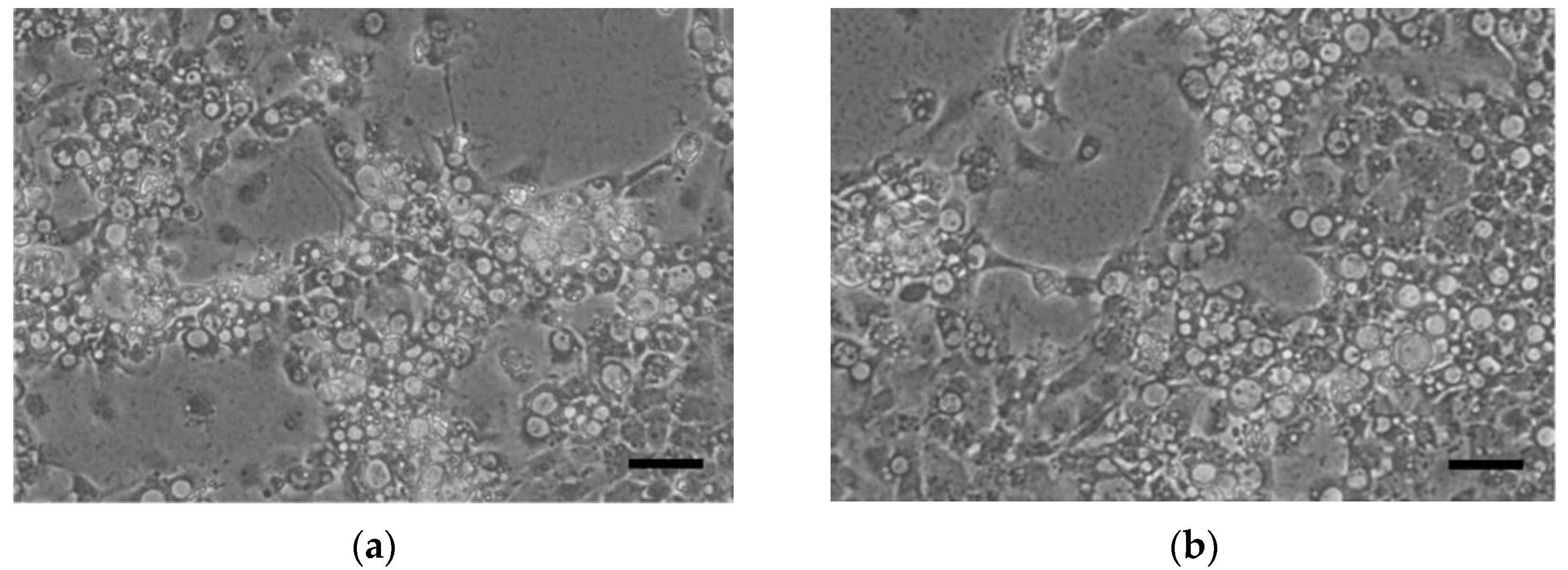 Pathogens 10 01232 g001