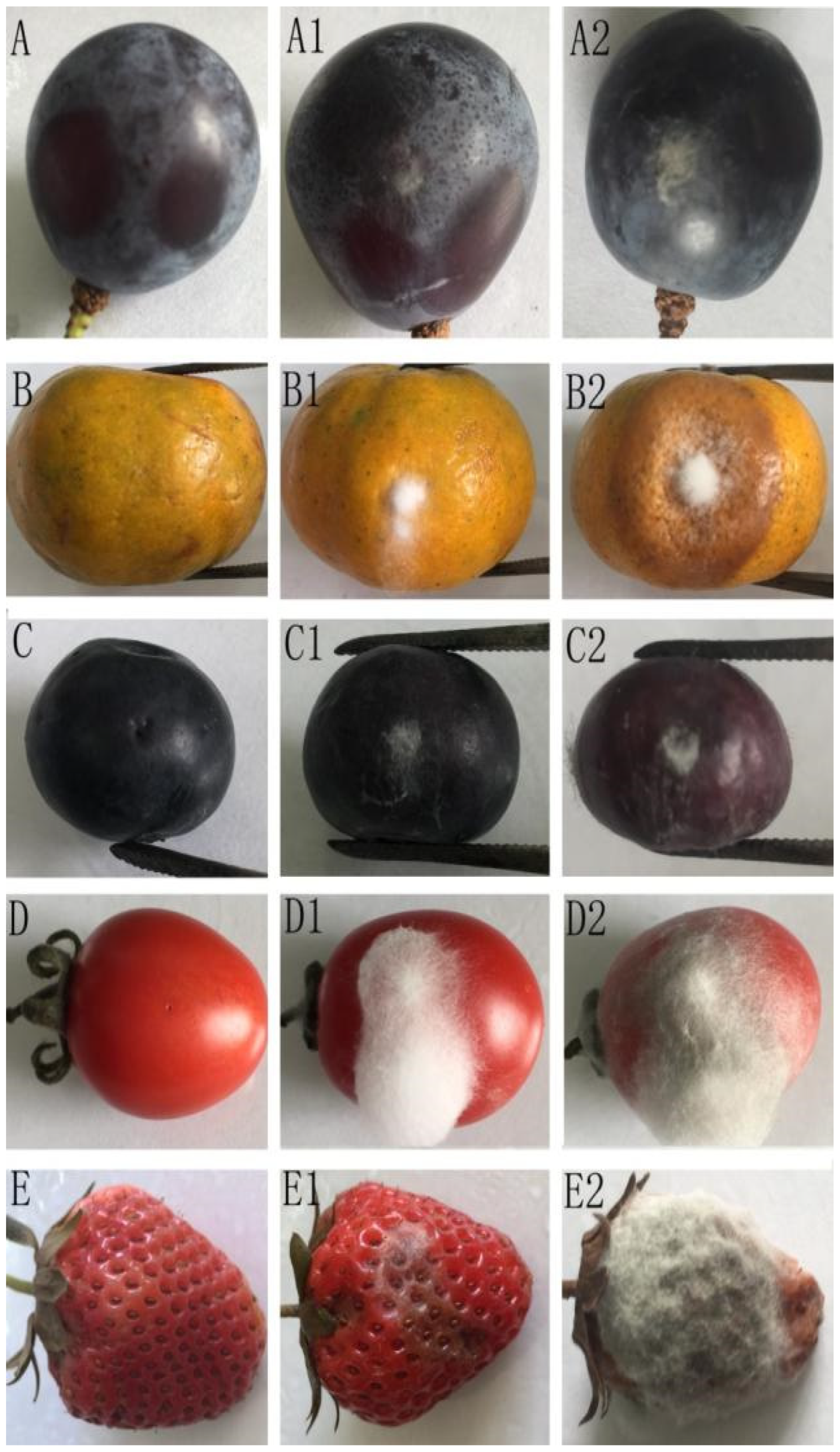 Pathogens 10 01243 g002