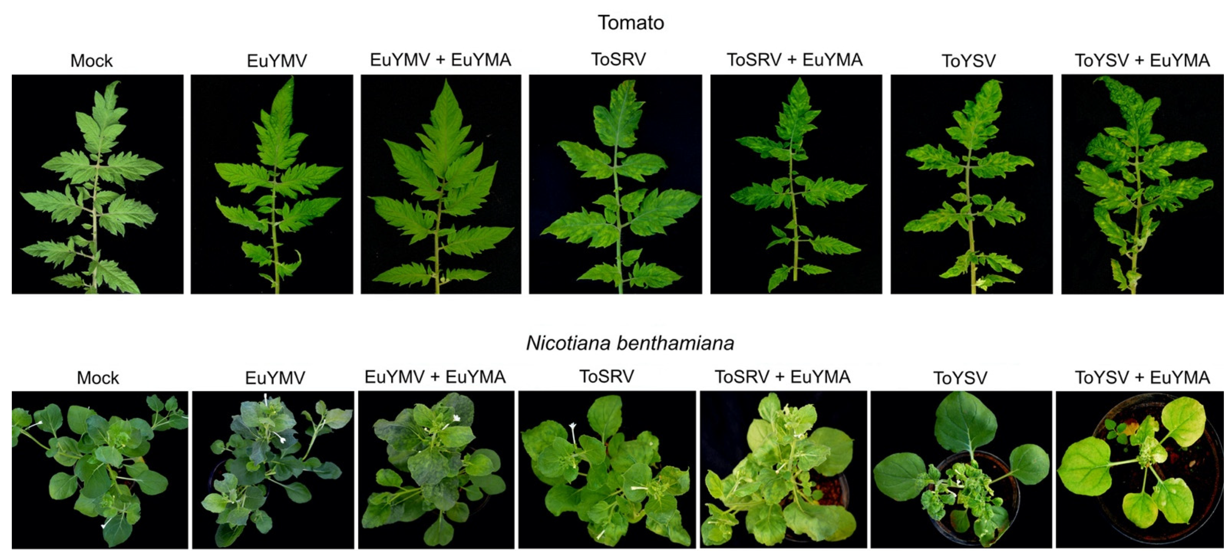 Pathogens 10 01244 g002 Pathogens 10 01244 g002