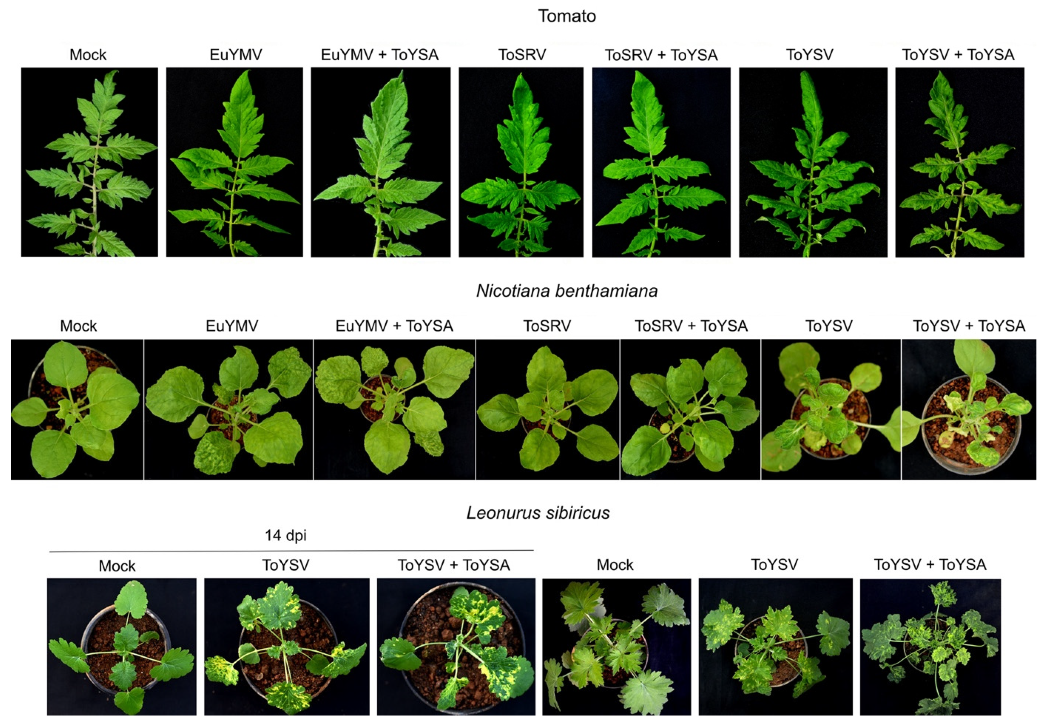 Pathogens 10 01244 g004 Pathogens 10 01244 g004