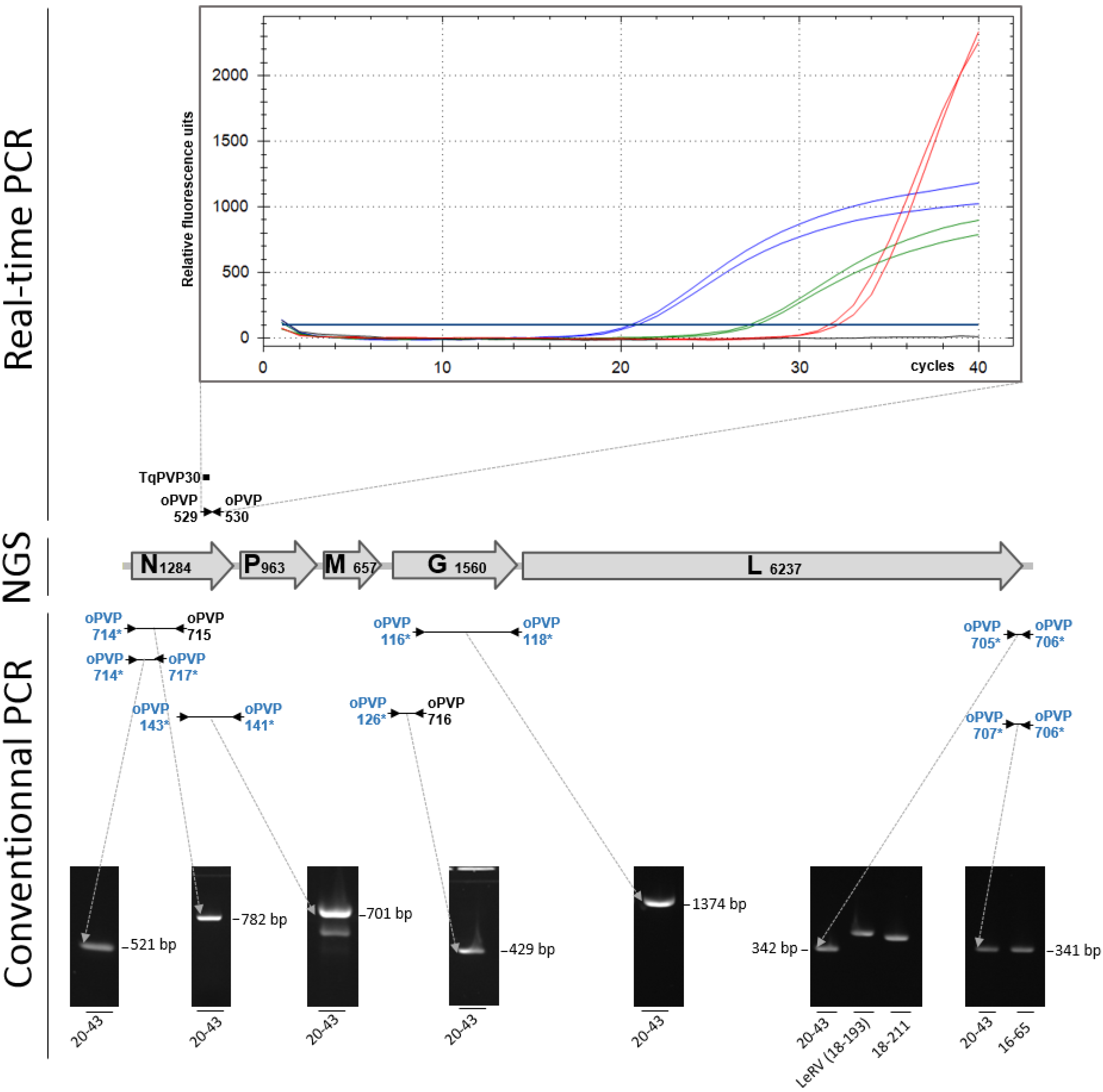 Pathogens 10 01256 g002