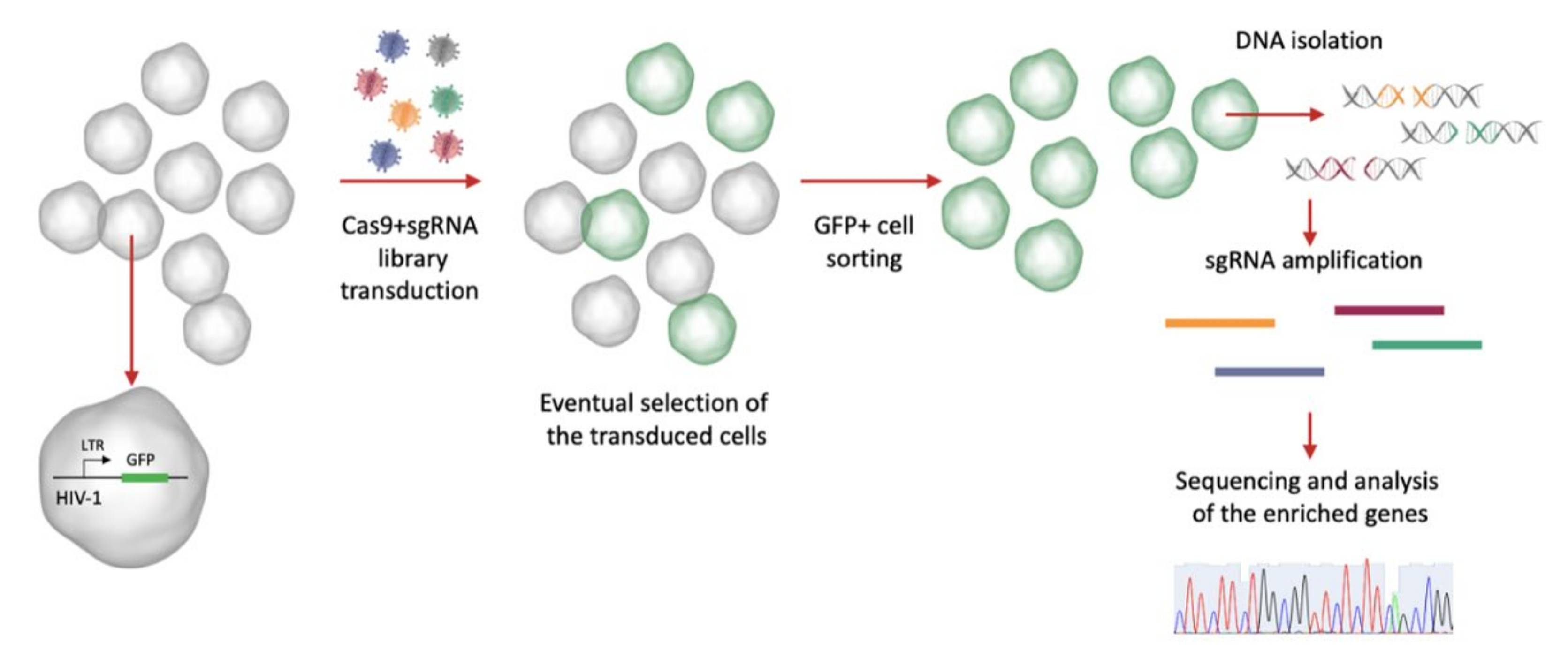 Pathogens 10 01257 g005