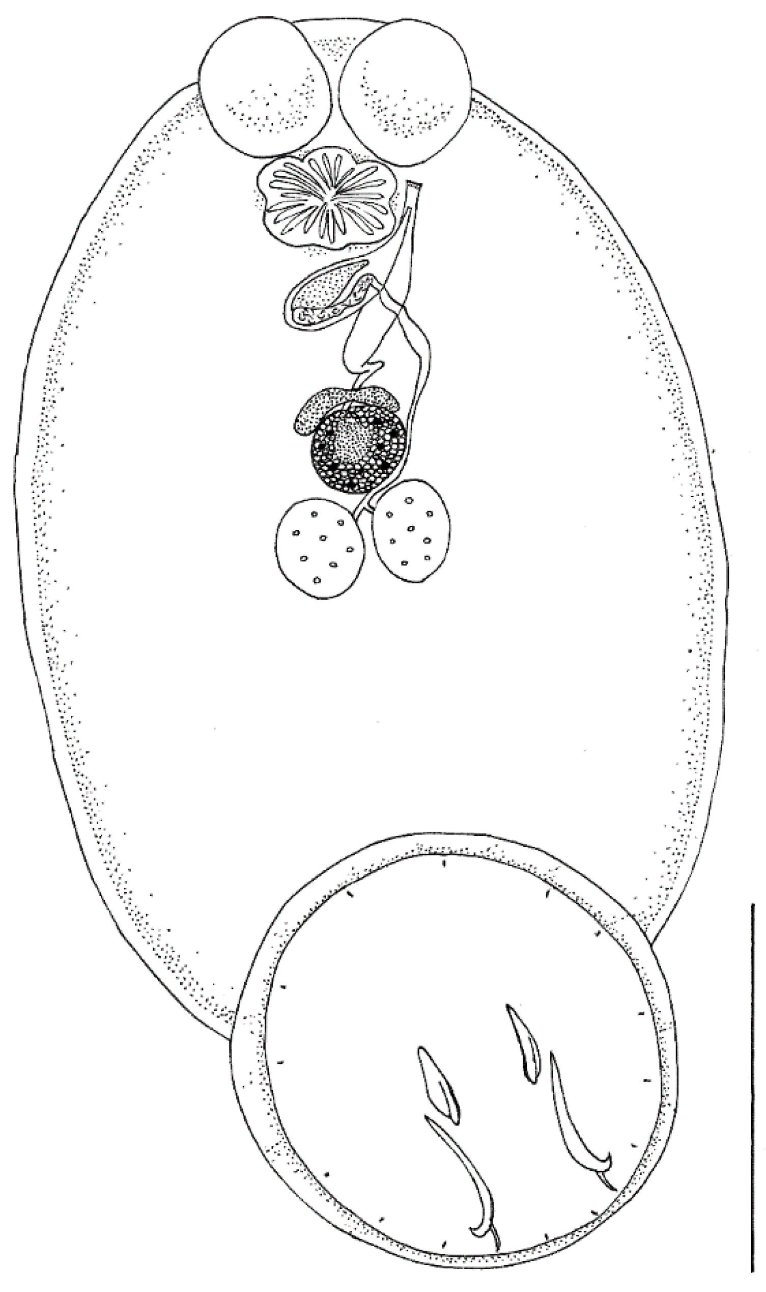 Pathogens 10 01269 g001