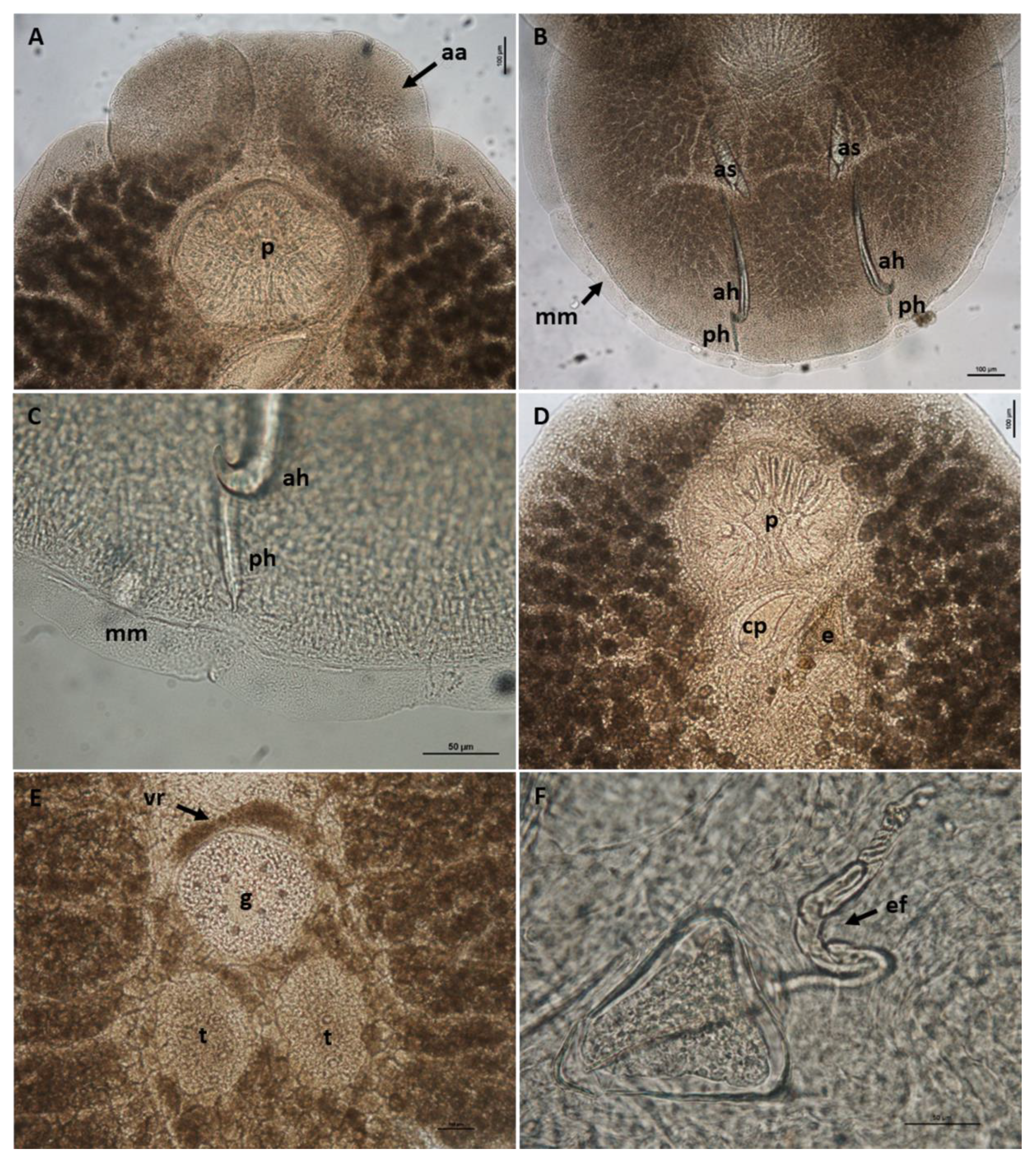 Pathogens 10 01269 g002