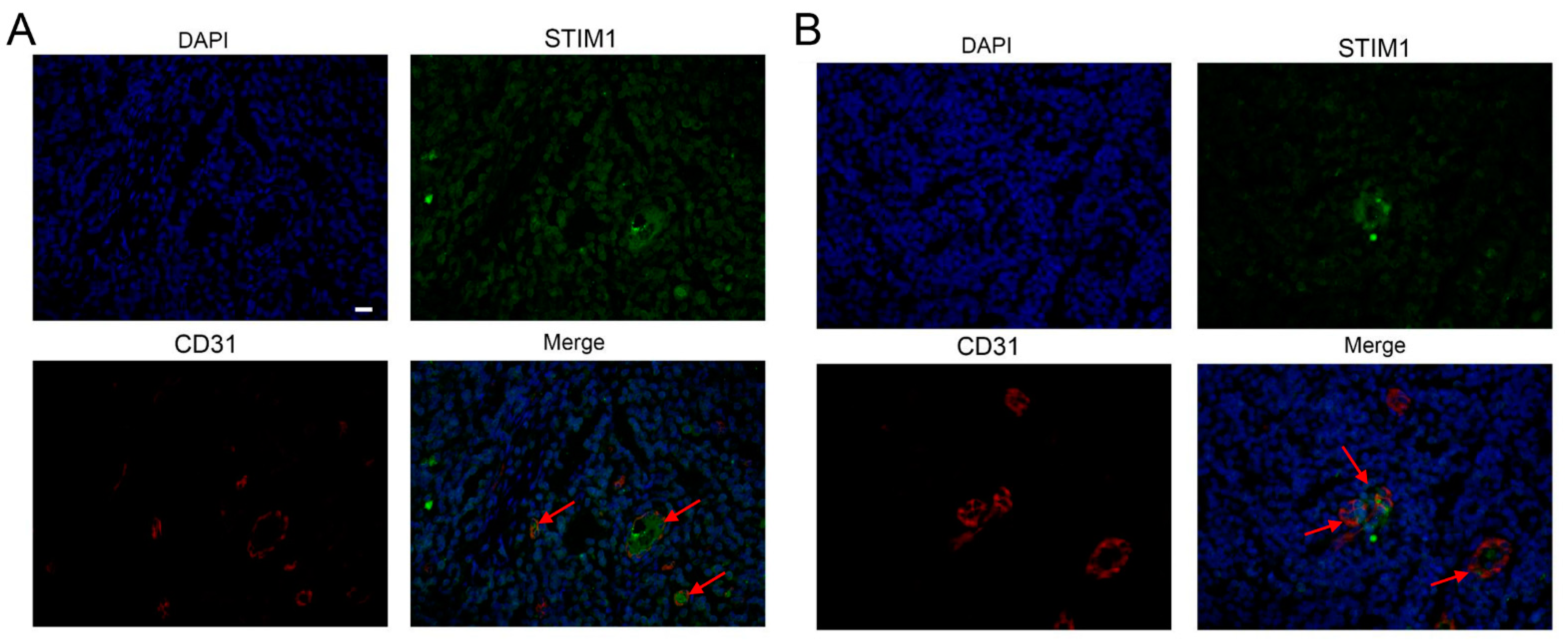Pathogens 10 01275 g005 Pathogens 10 01275 g005