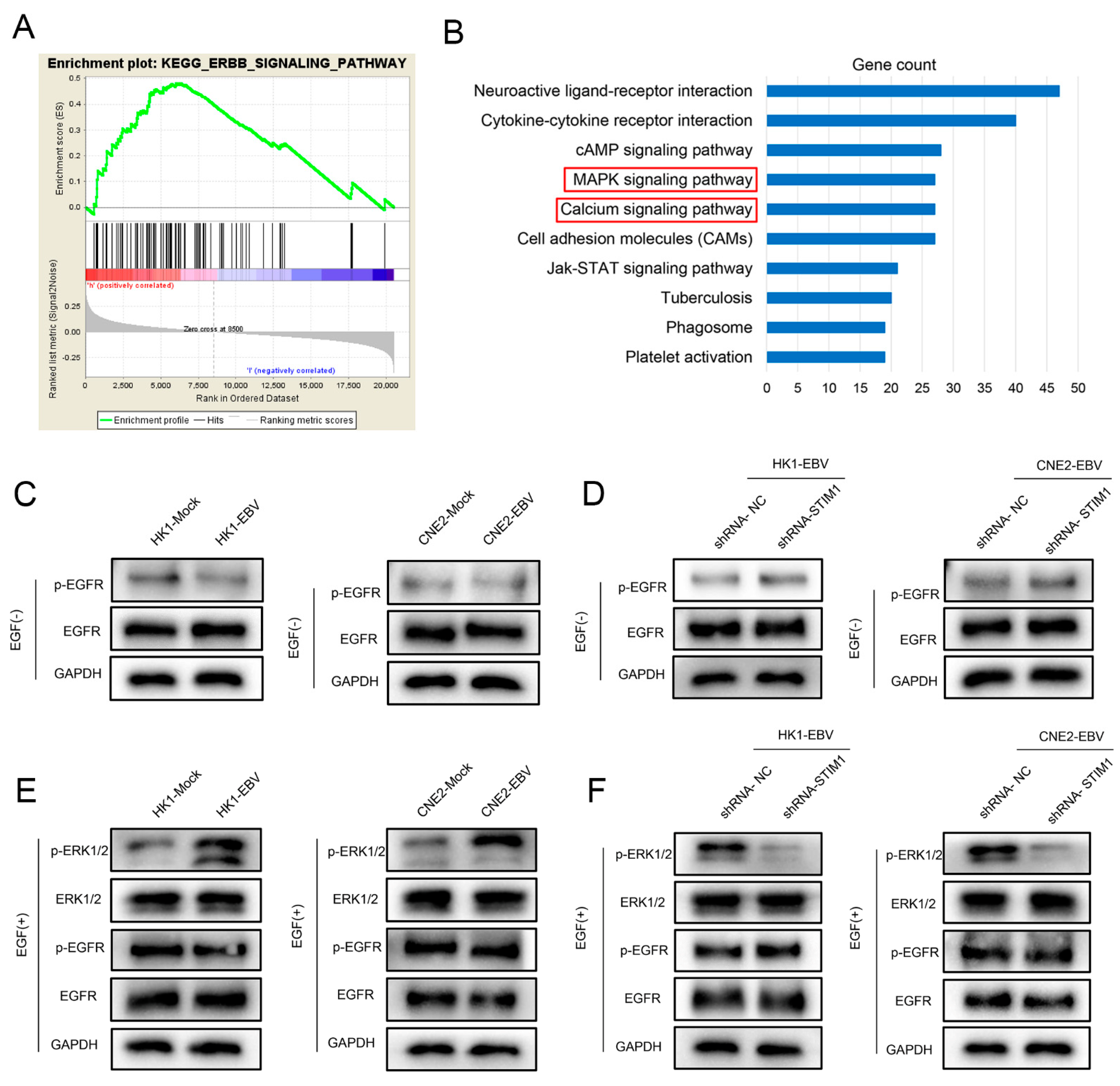 Pathogens 10 01275 g006 Pathogens 10 01275 g006