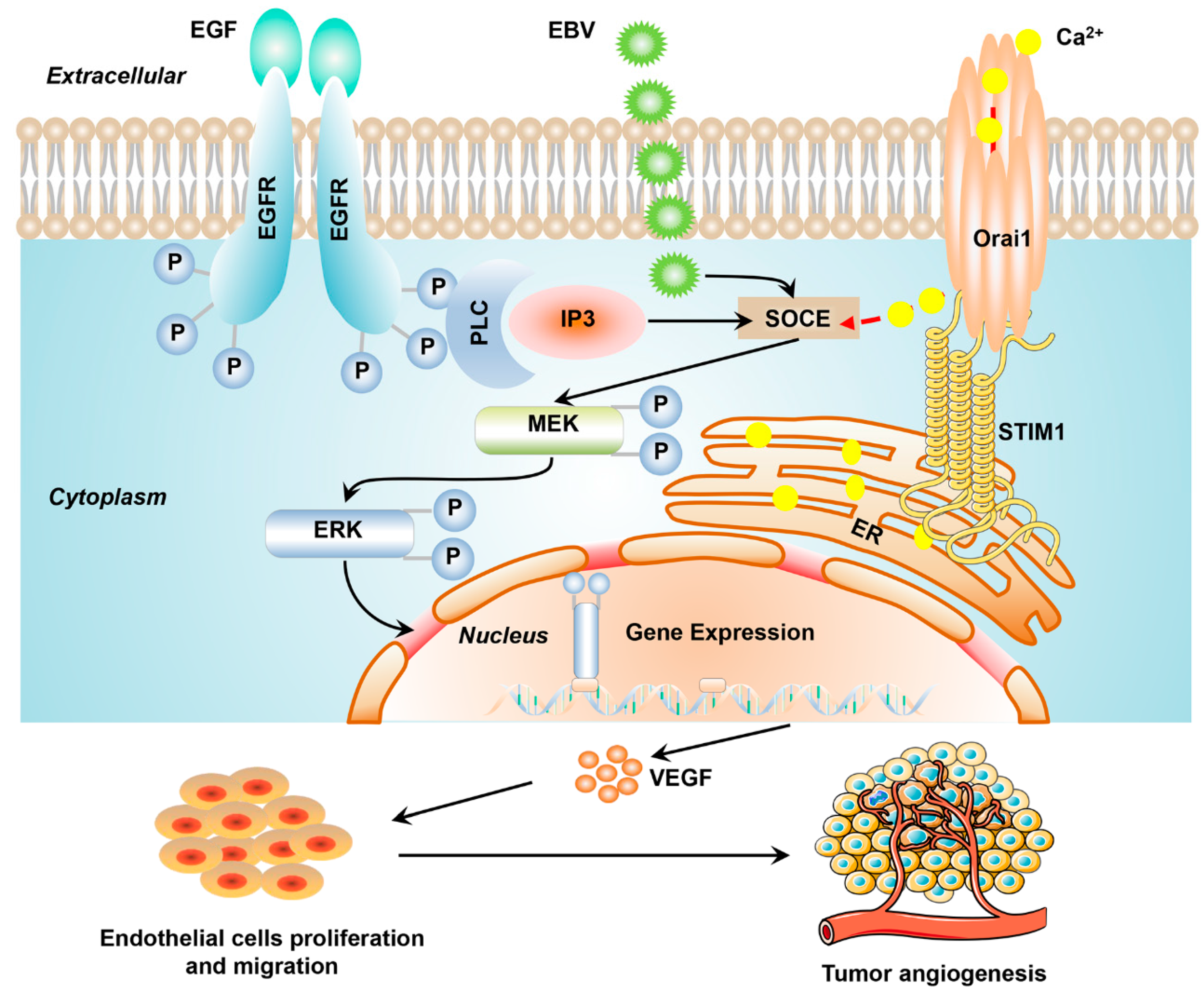 Pathogens 10 01275 g007 Pathogens 10 01275 g007