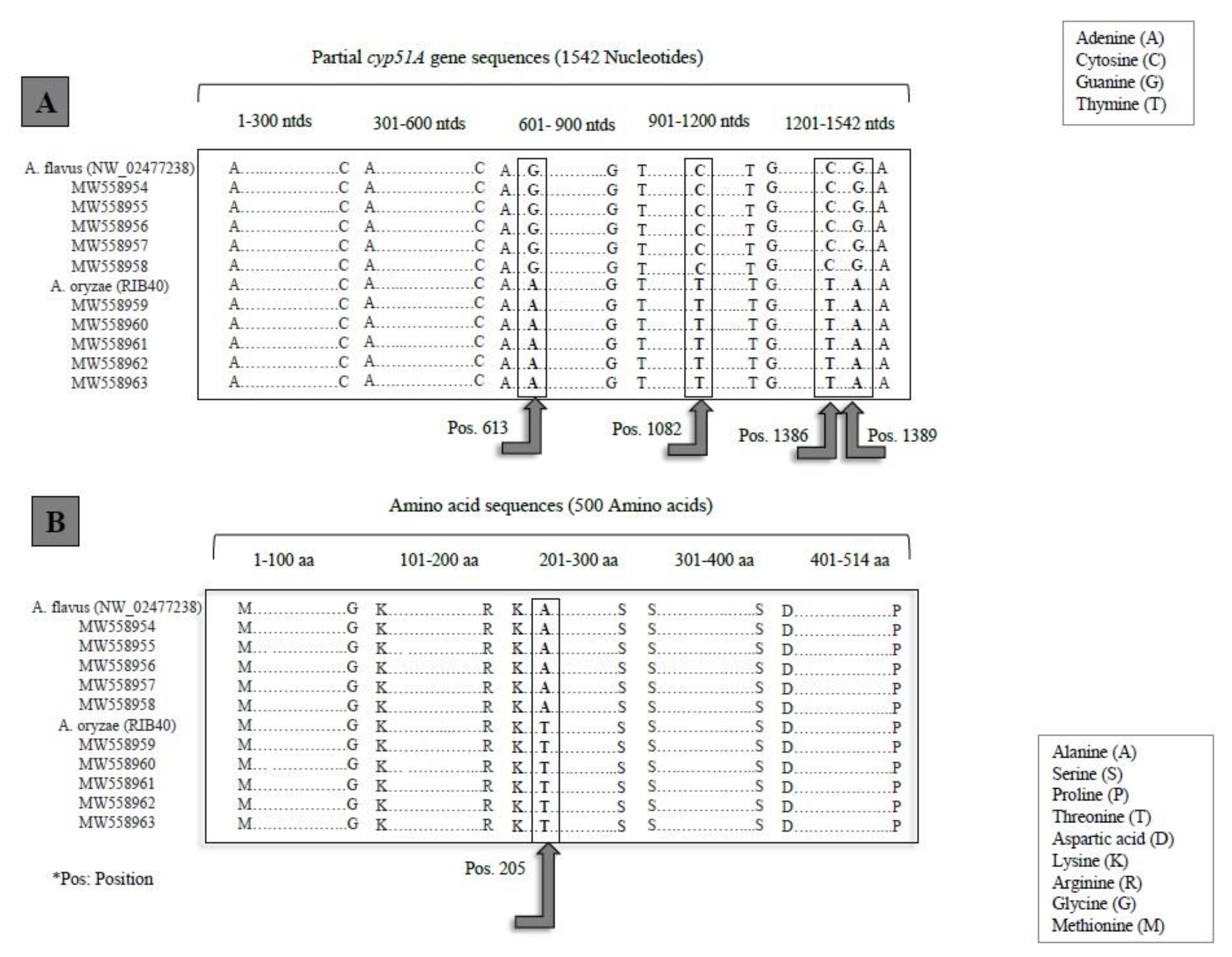 Pathogens Free Full Text Differentiation Of Aspergillus Flavus From Aspergillus Oryzae Targeting The Cyp51a Gene Pathogens Free Full Text Differentiation Of Aspergillus Flavus From Aspergillus Oryzae Targeting The Cyp51a Gene