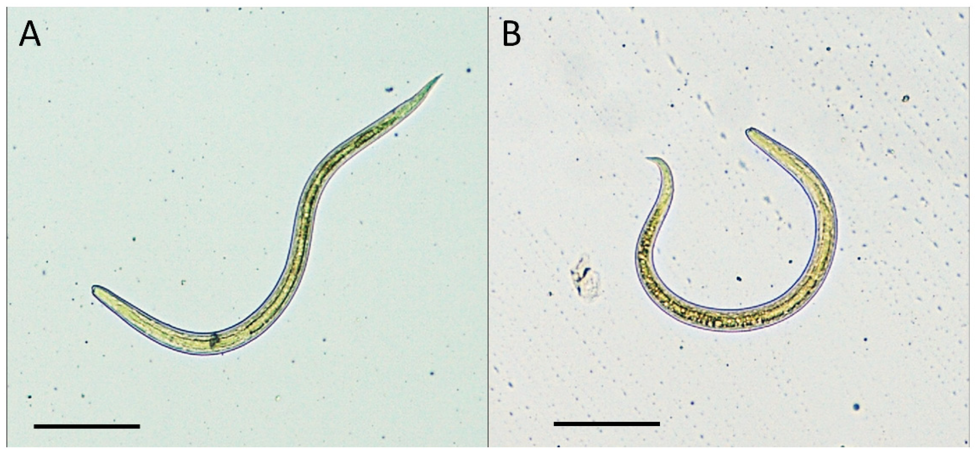 Pathogens | Free Full-Text | Detection of Toxocara cati Larvae from Ostrich  and Wild Boar Meat Intended for Human Consumption