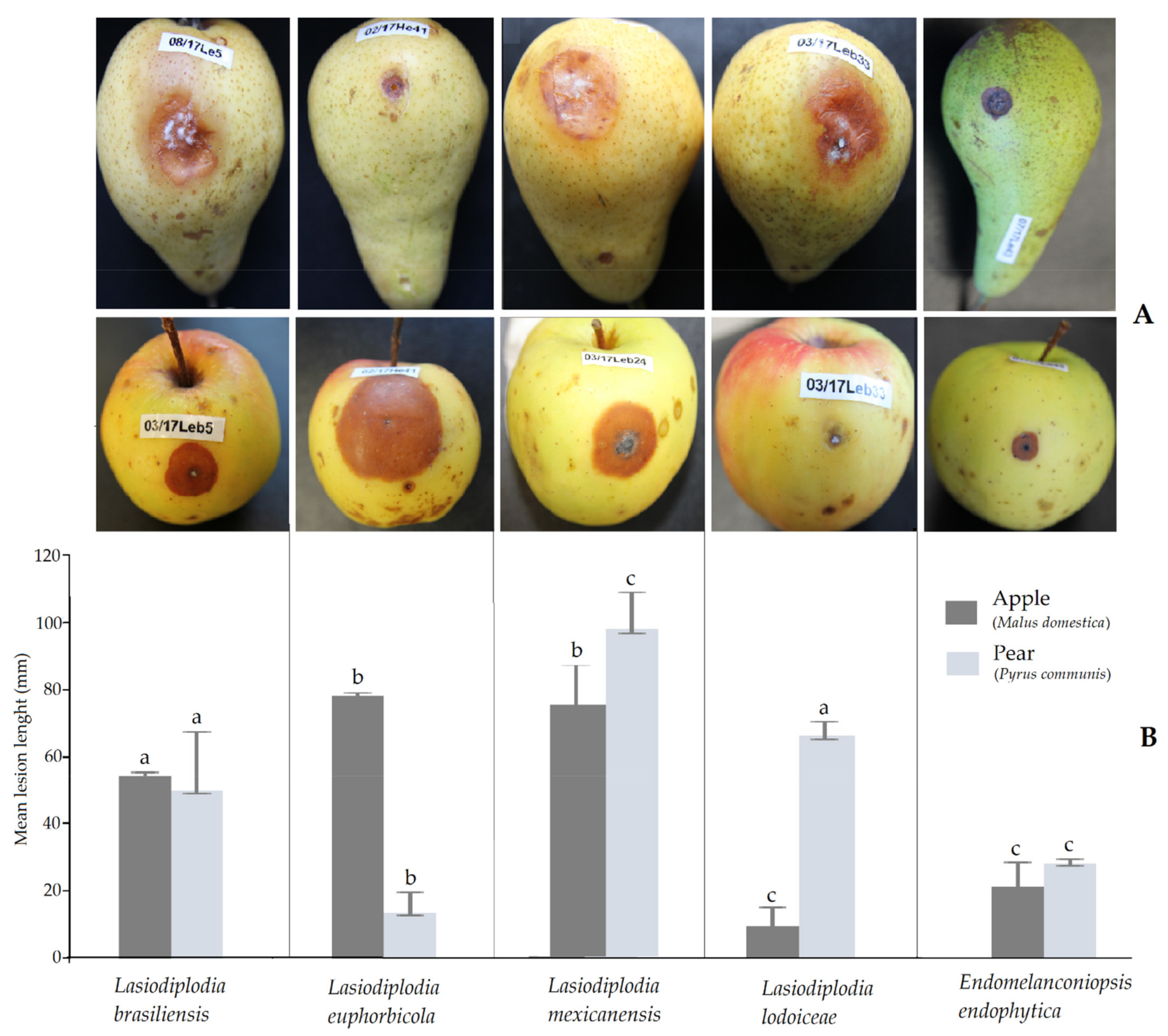 Pathogens 10 01297 g003 550