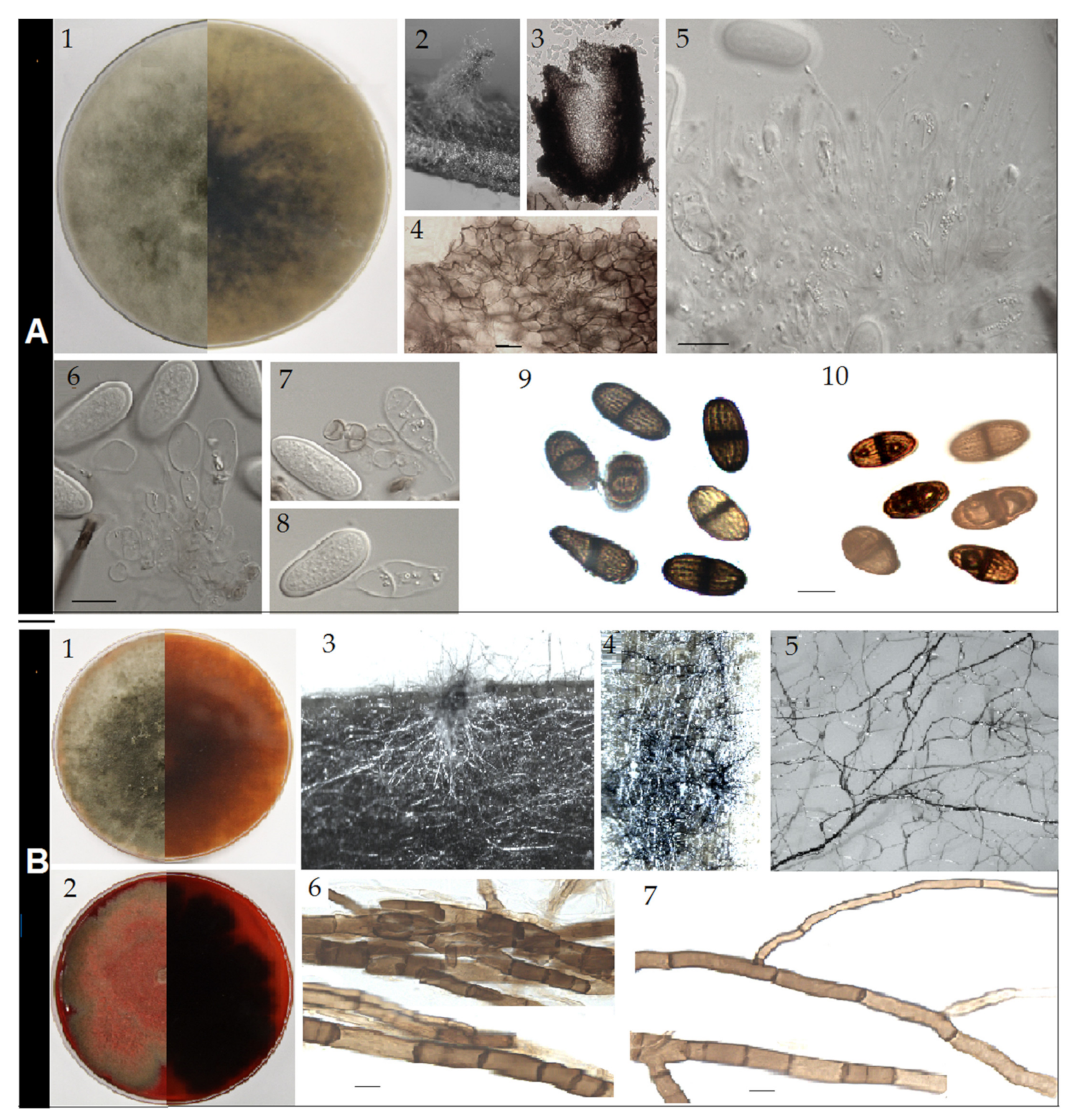 Pathogens 10 01297 g004 550