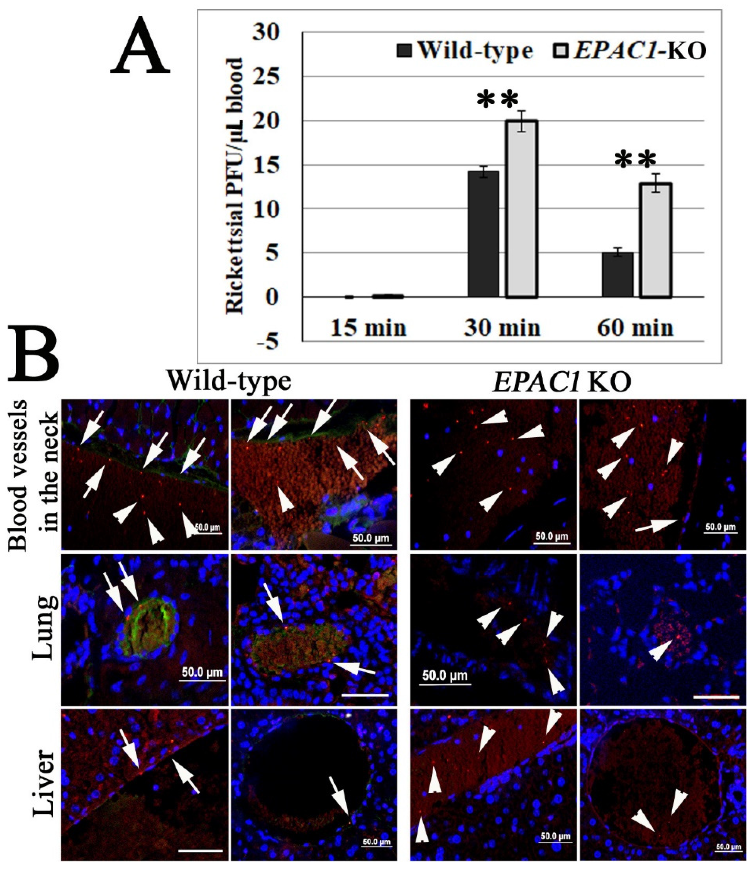 Pathogens | Free Full-Text | Host EPAC1 Modulates Rickettsial