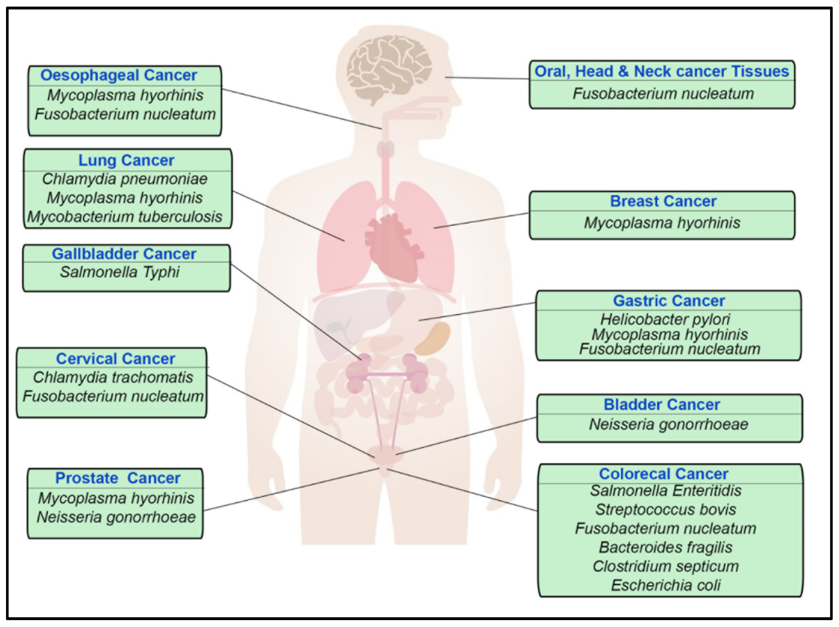 prostatitis klostridia)