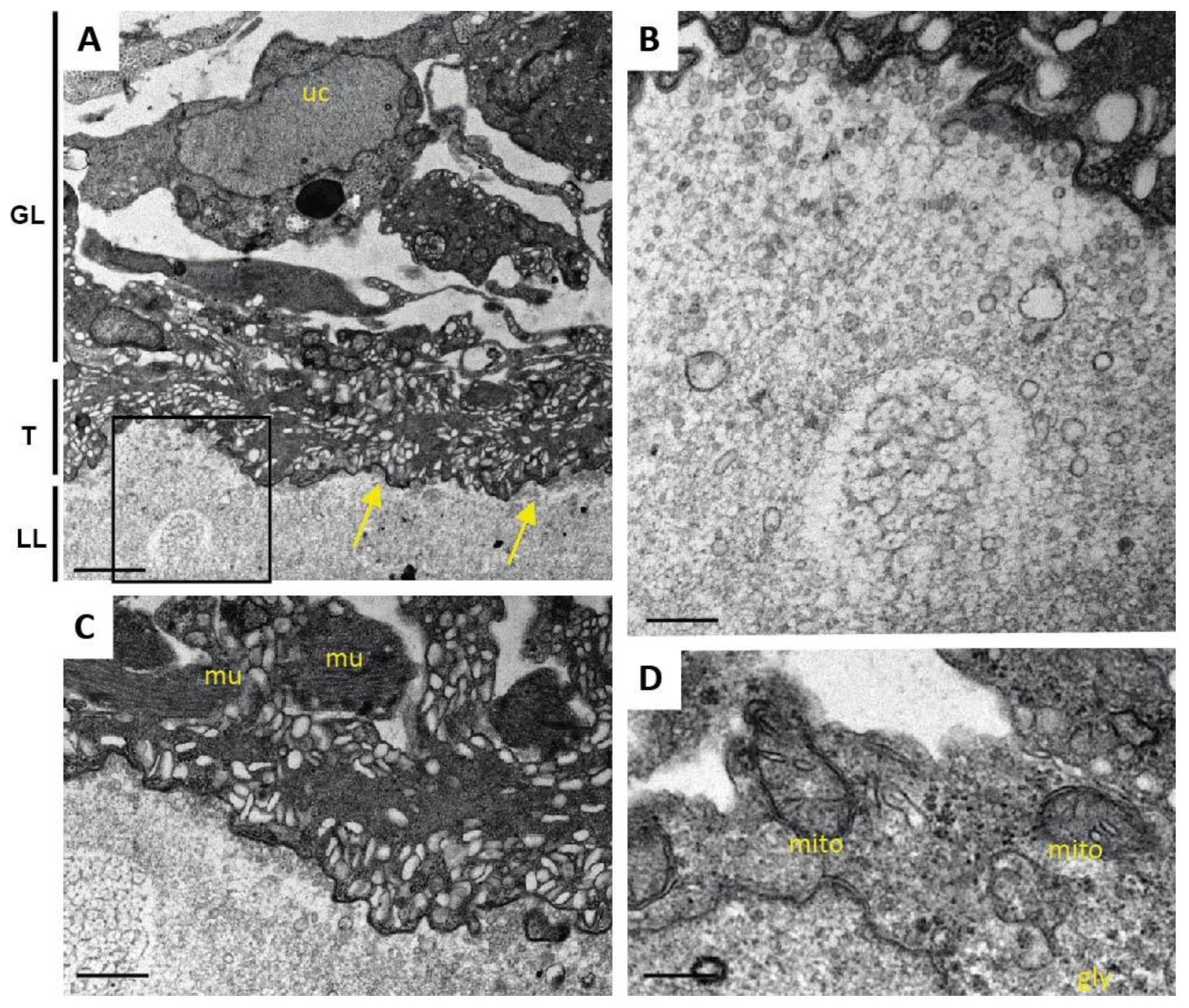 Pathogens 10 01335 g007 550