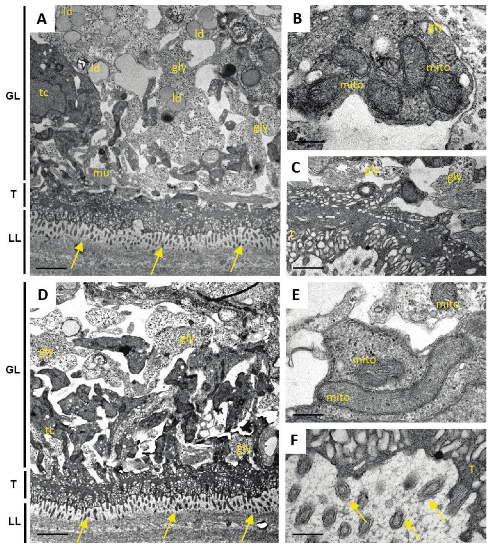 Pathogens 10 01335 g008 550