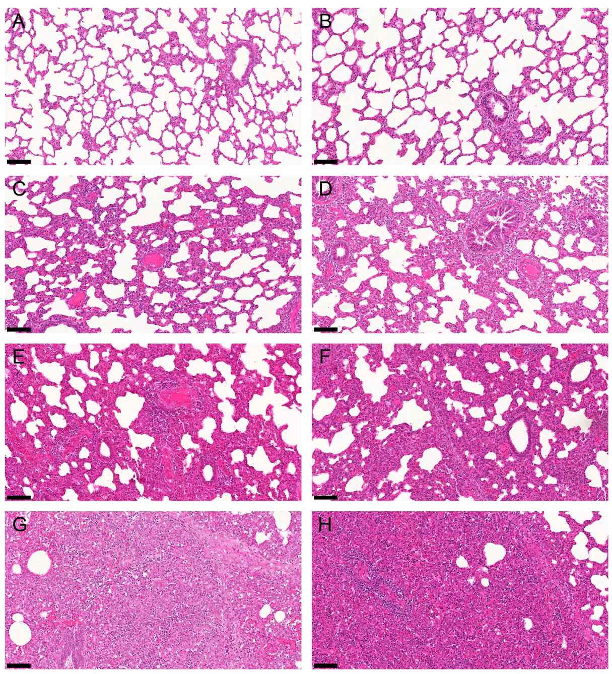 Pathogens 10 01342 g003