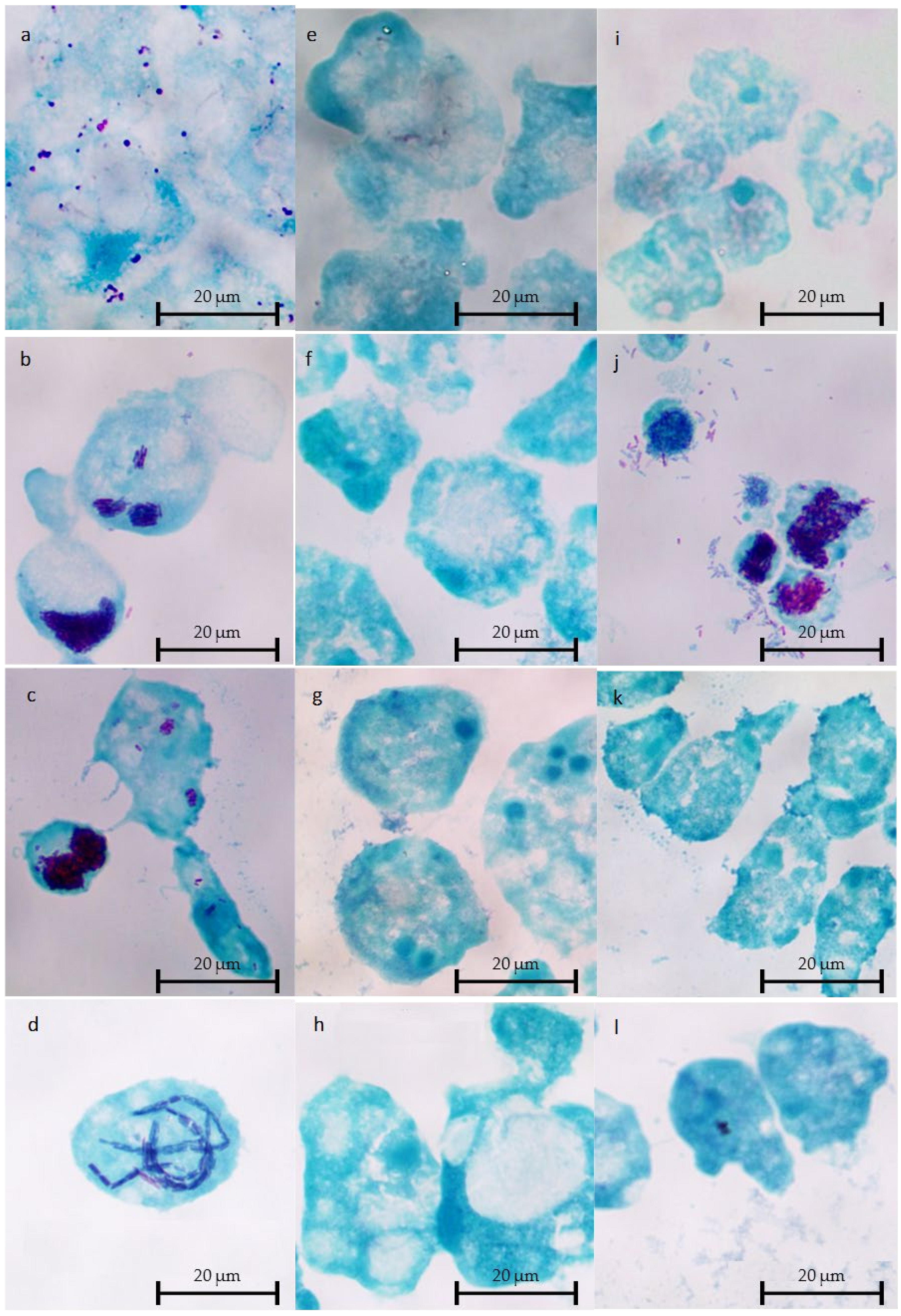 Pathogens 10 01350 g004