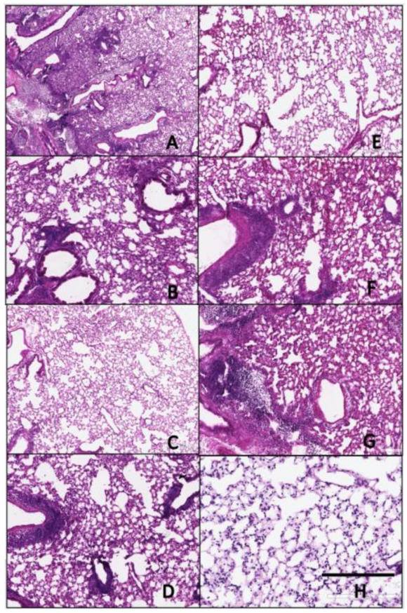 Pathogens 10 01352 g008 550