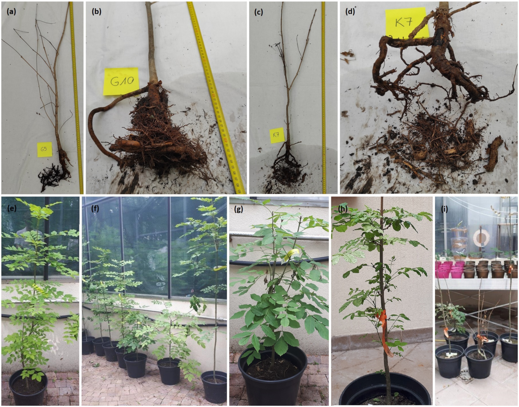 Pathogens 10 01359 g001 550