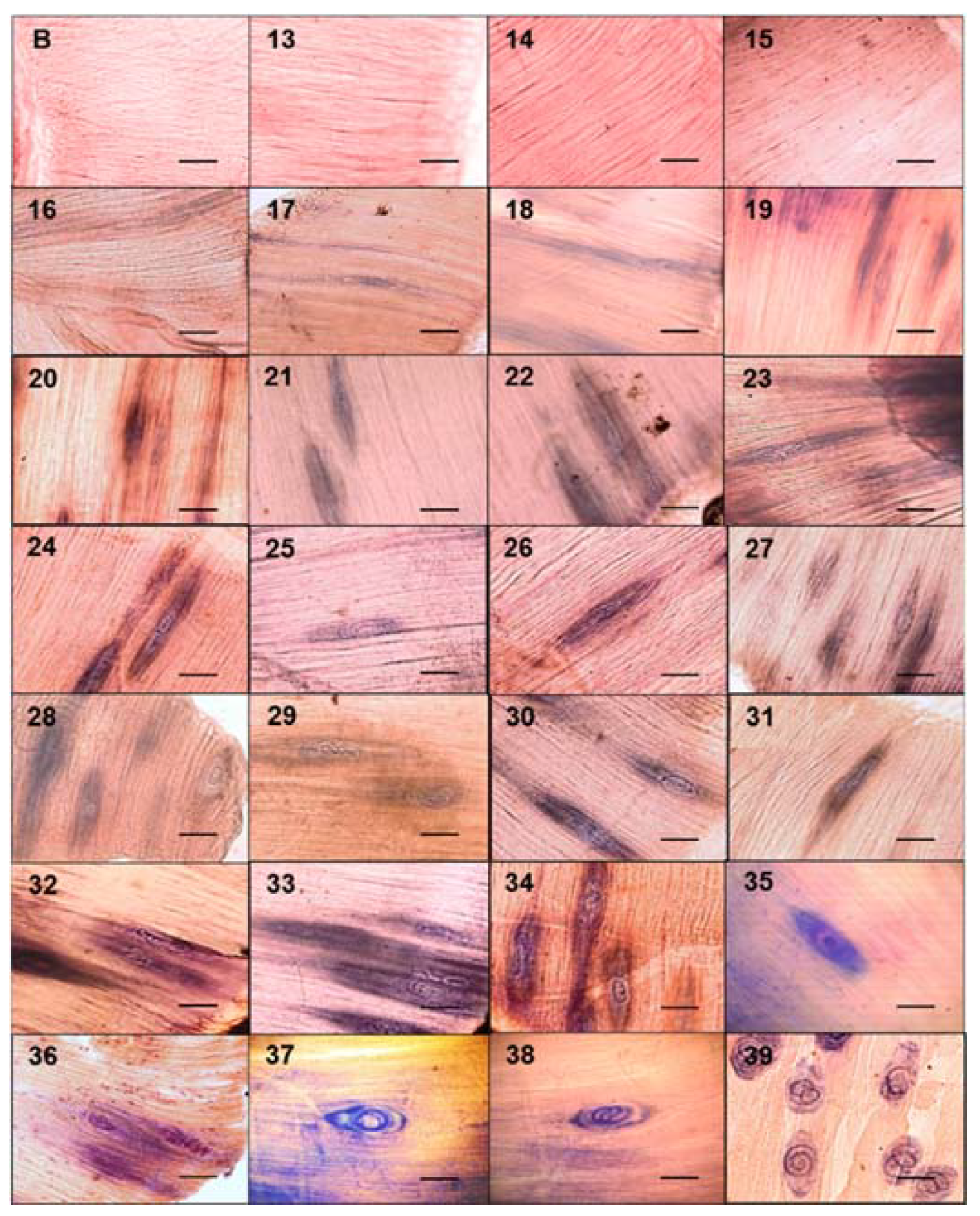 Pathogens 10 01382 g001 Pathogens 10 01382 g001
