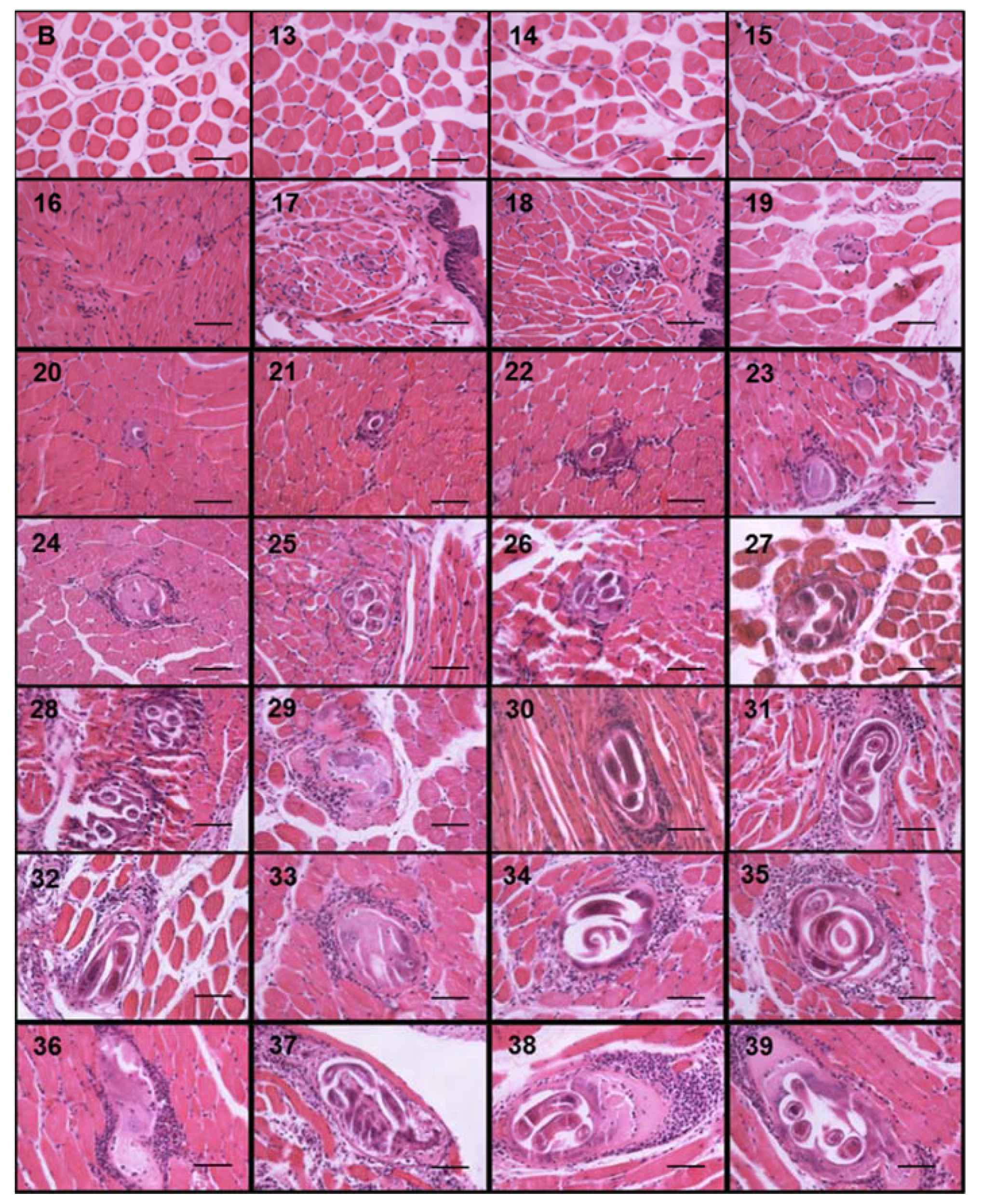 Pathogens 10 01382 g003 Pathogens 10 01382 g003