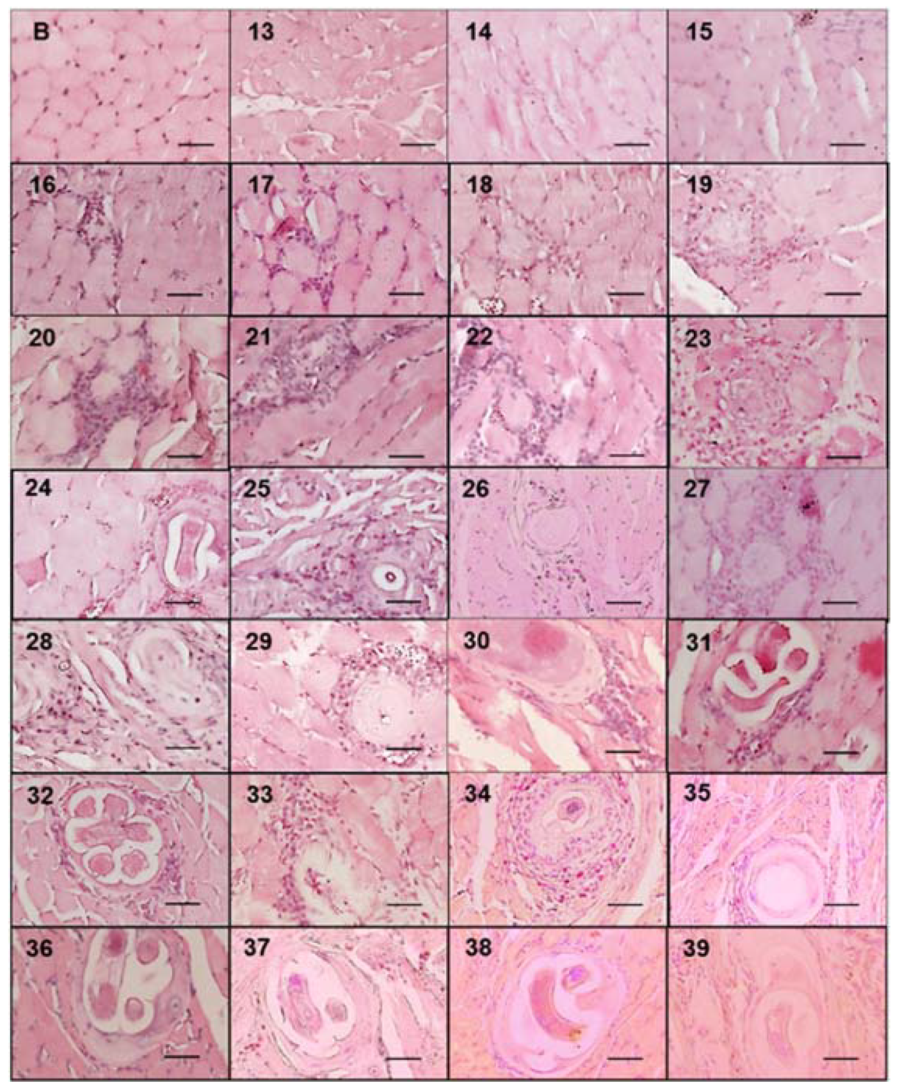 Pathogens 10 01382 g005 Pathogens 10 01382 g005