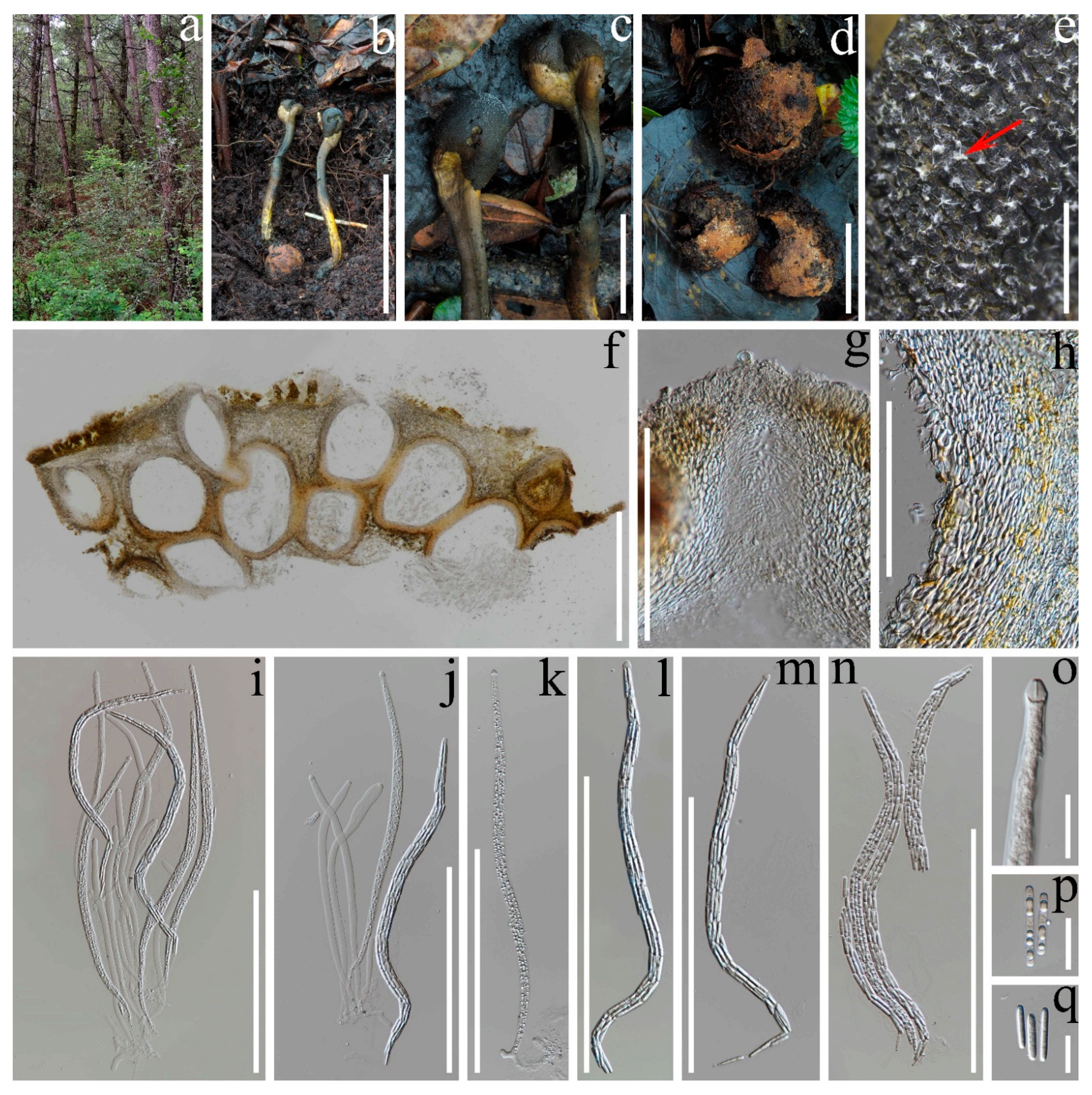 Pathogens 10 01389 g002 Pathogens 10 01389 g002