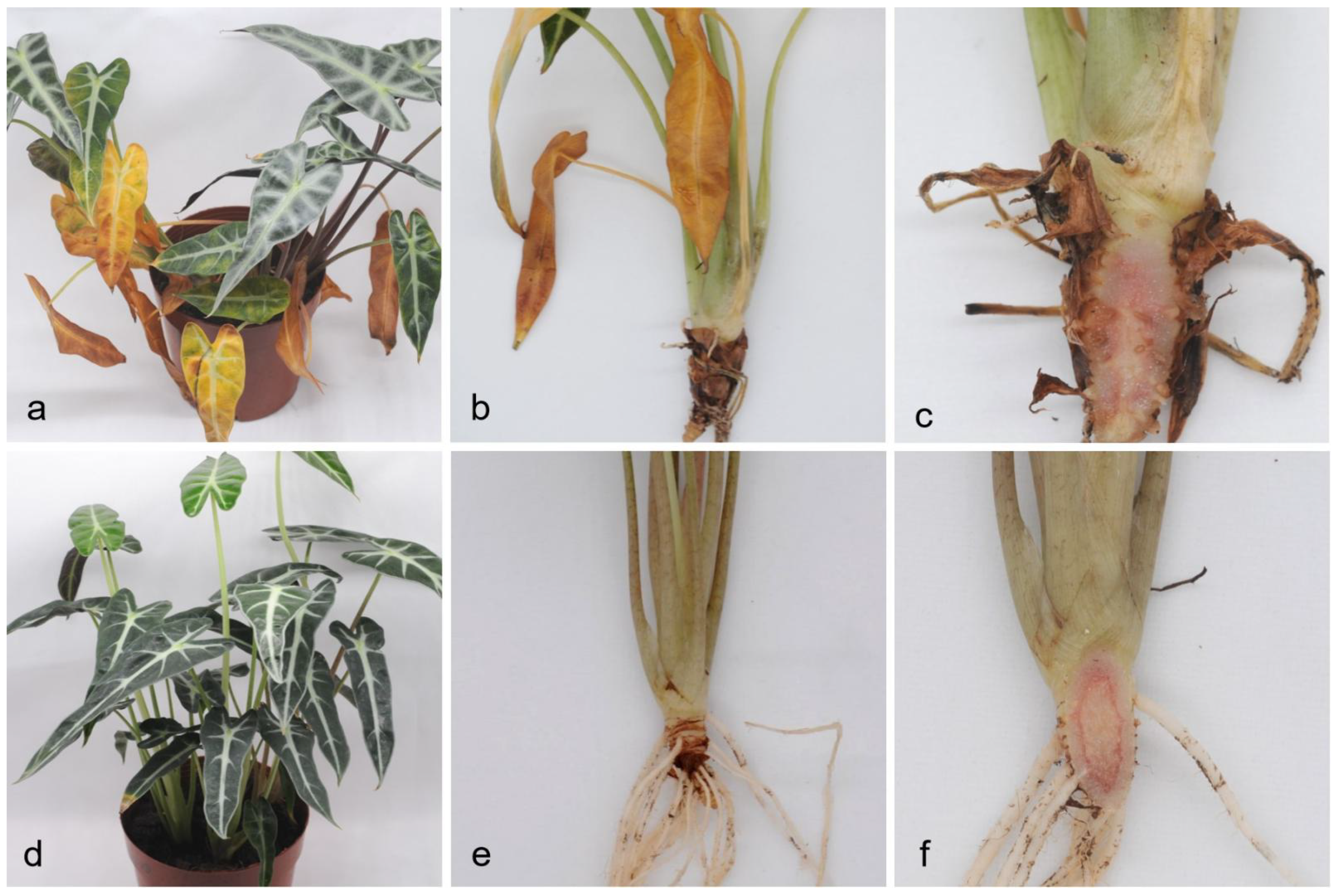 Pathogens 10 01395 g004
