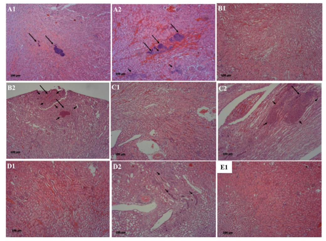 Pathogens 10 01396 g003