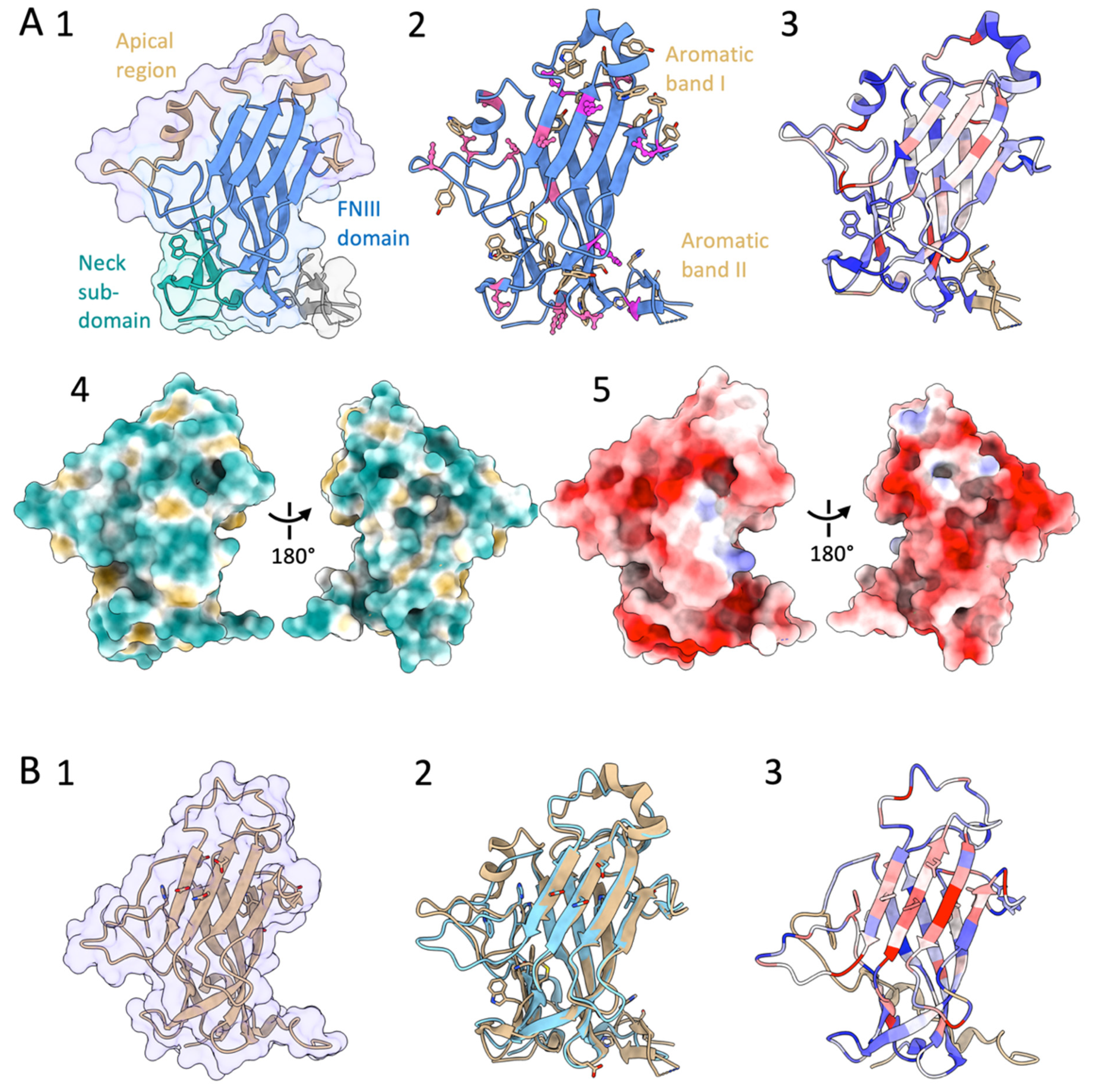Pathogens Free Full Text The Flo Adhesin Family Html