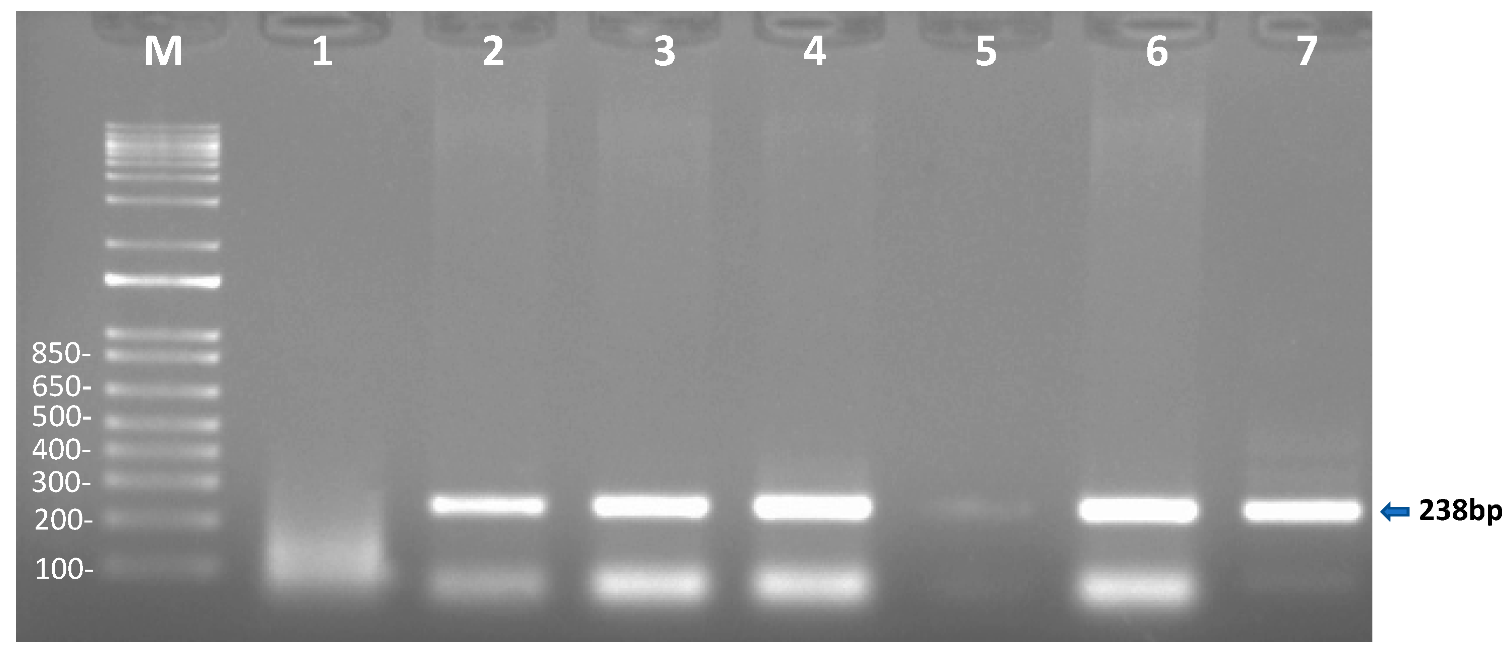 Pathogens 10 01414 g002