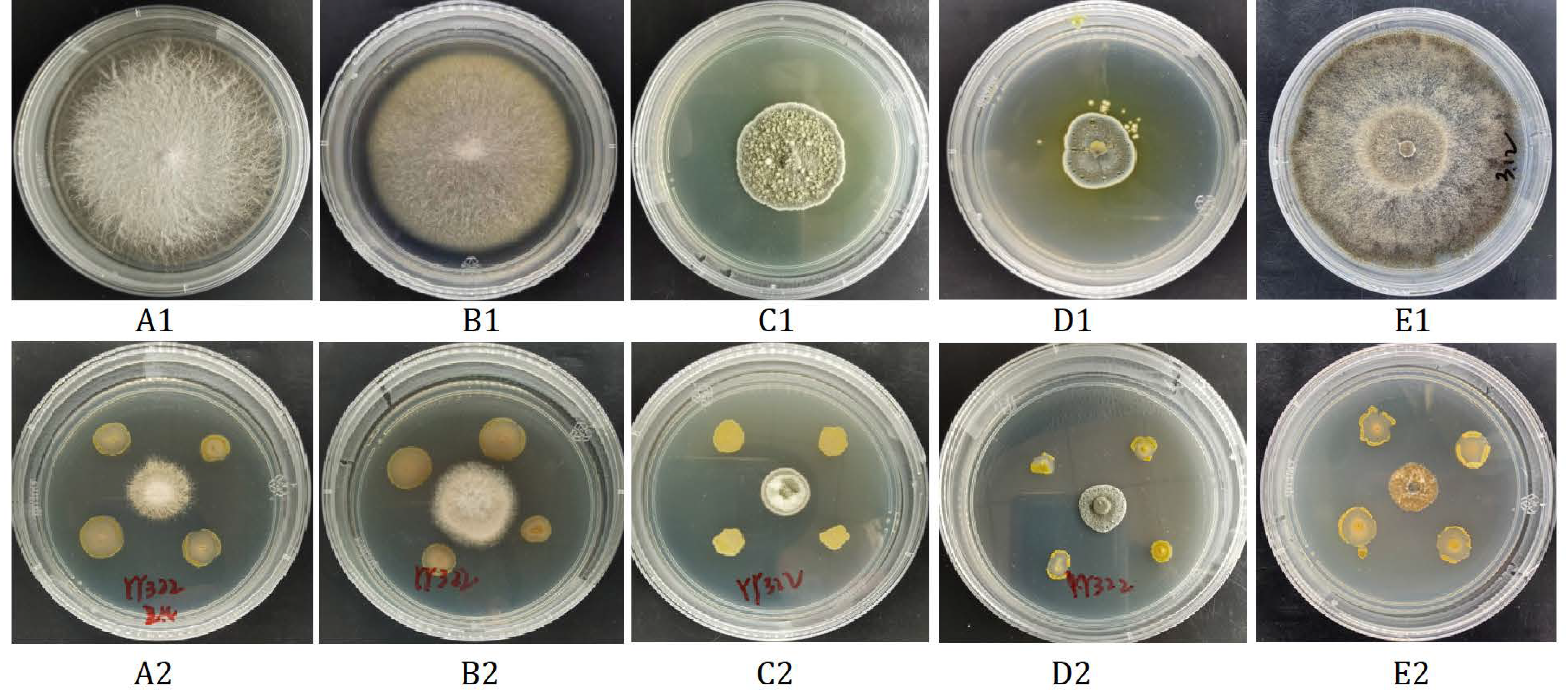 Pathogens 10 01423 g001