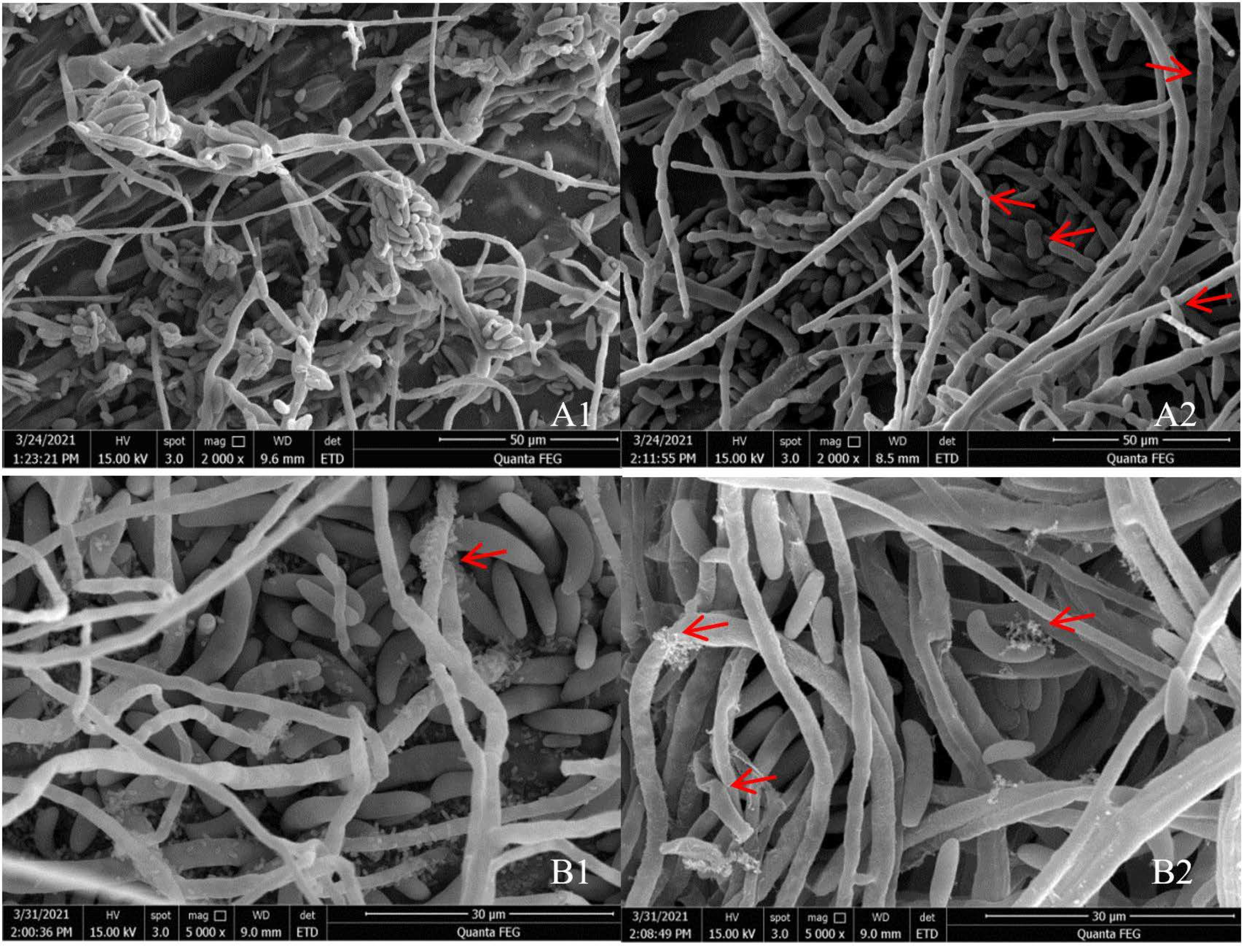 Pathogens 10 01423 g002