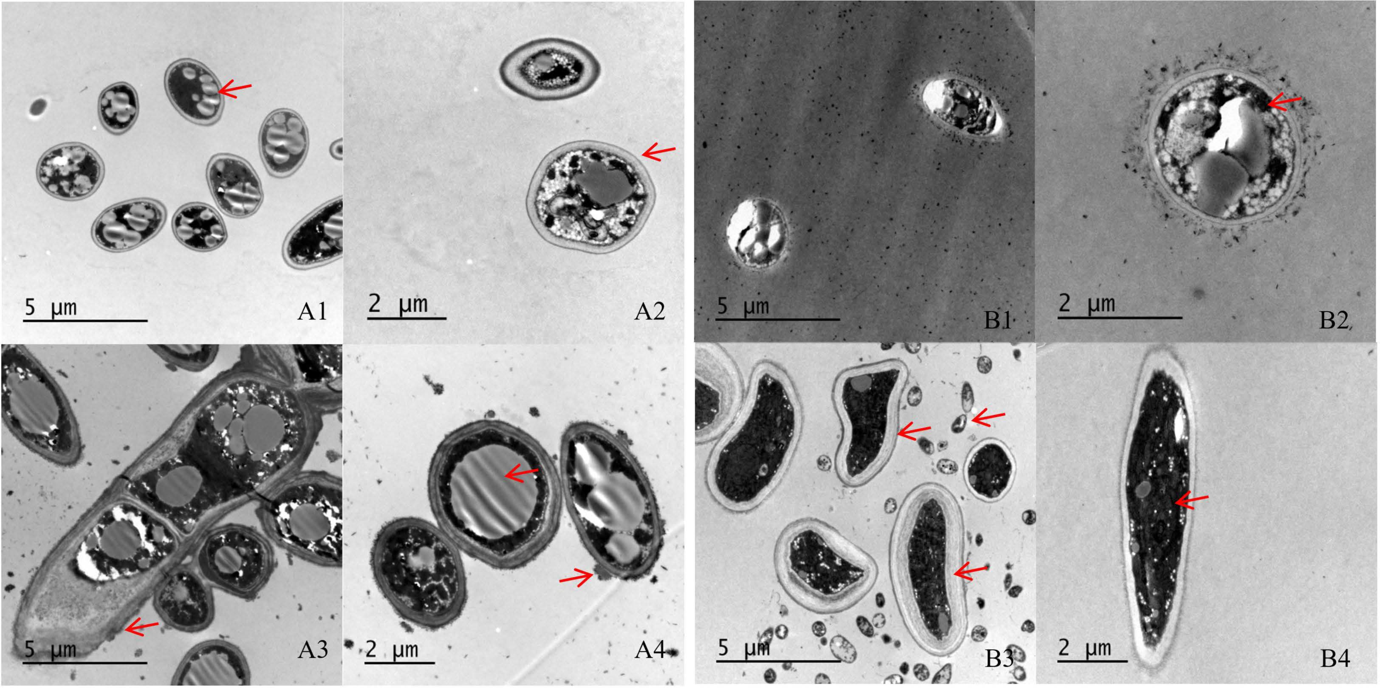 Pathogens 10 01423 g003