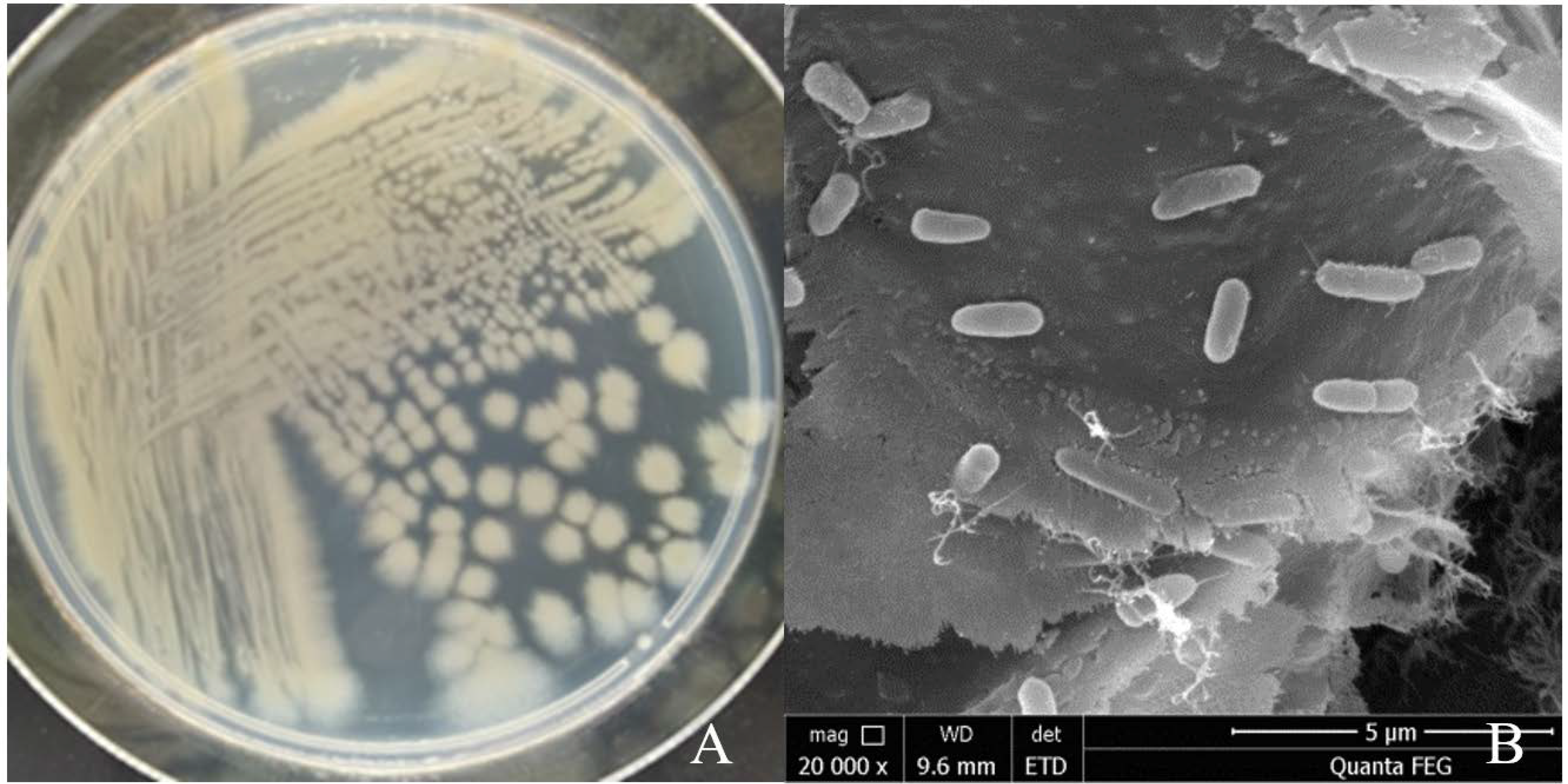 Pathogens 10 01423 g005