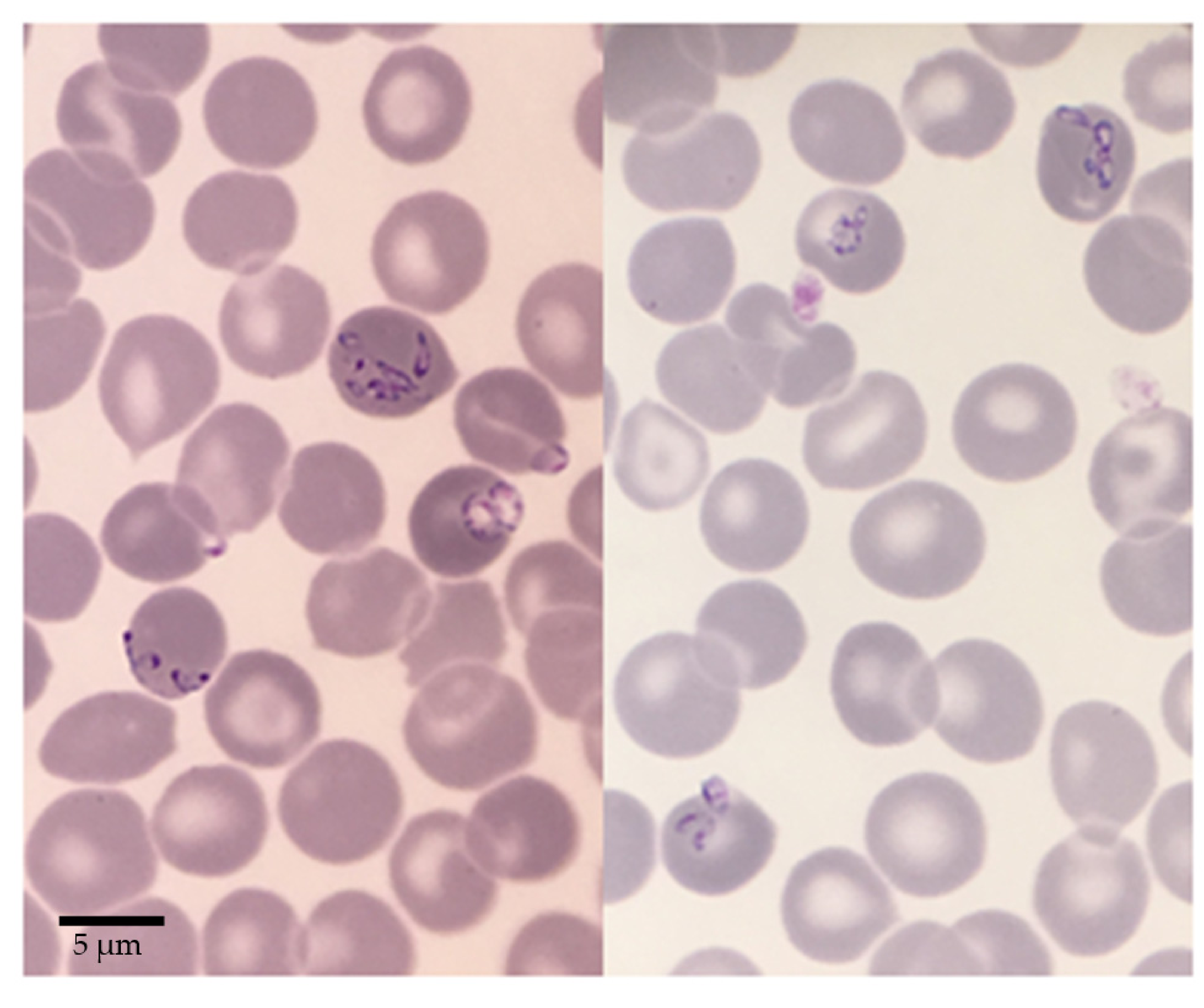Pathogens 10 01433 g001