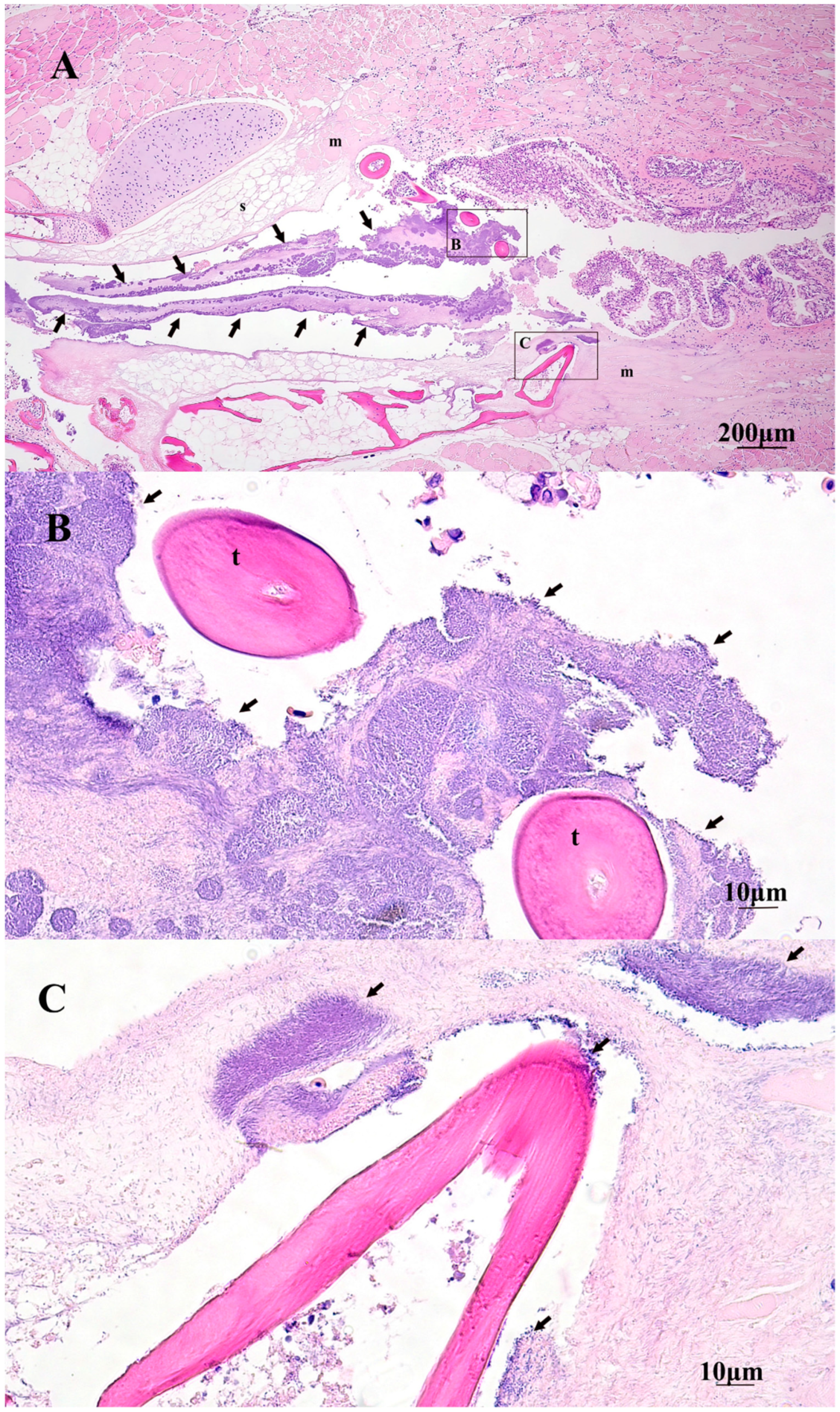 Pathogens 10 01439 g007