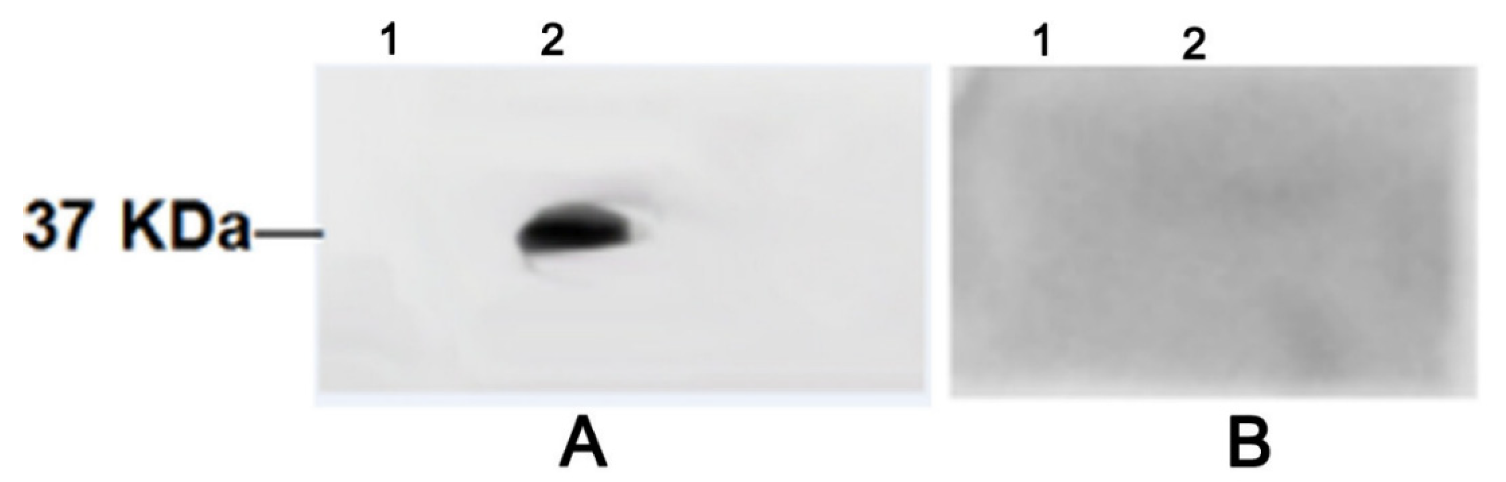 Pathogens 10 01449 g003