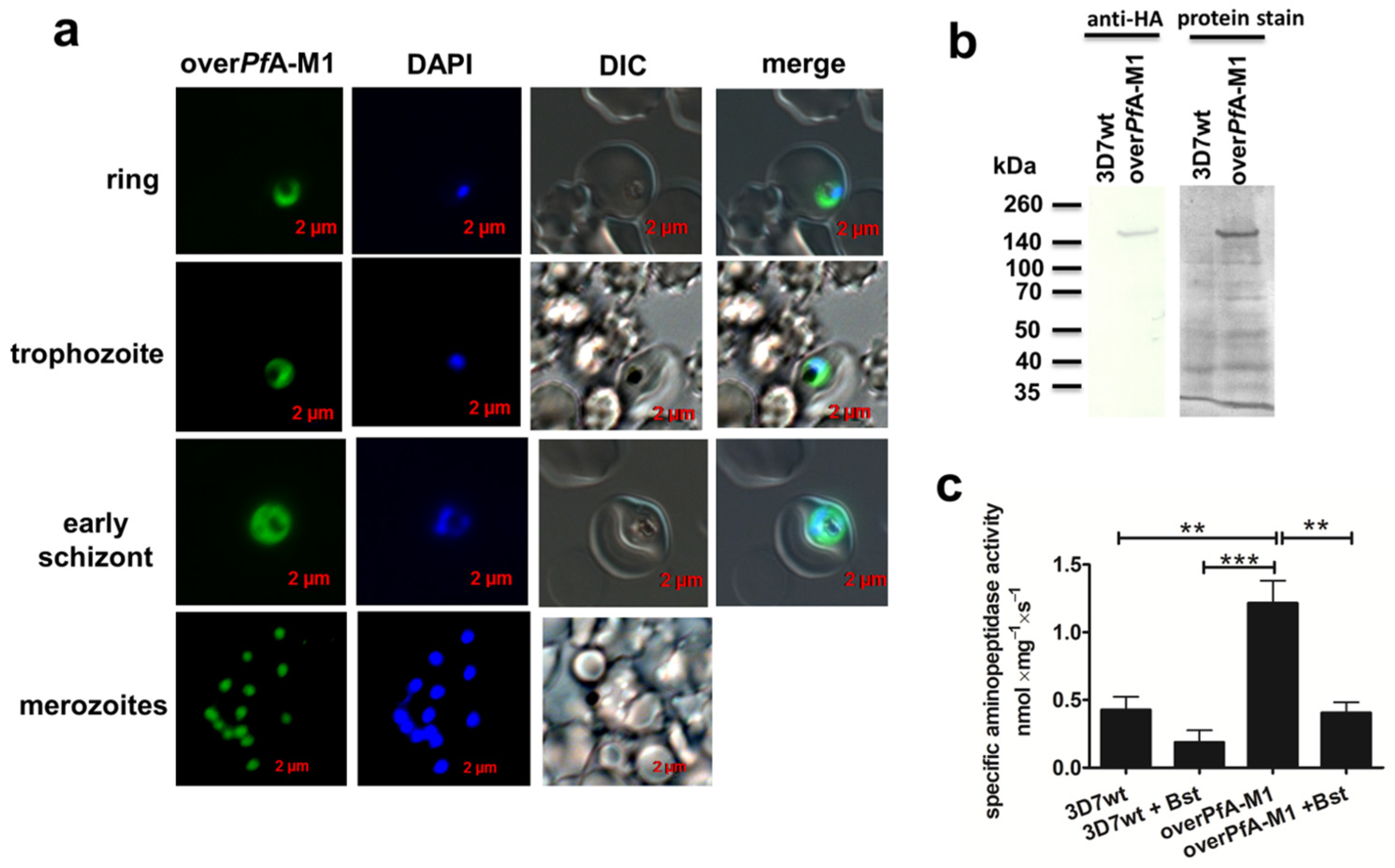 Pathogens 10 01452 g001 Pathogens 10 01452 g001