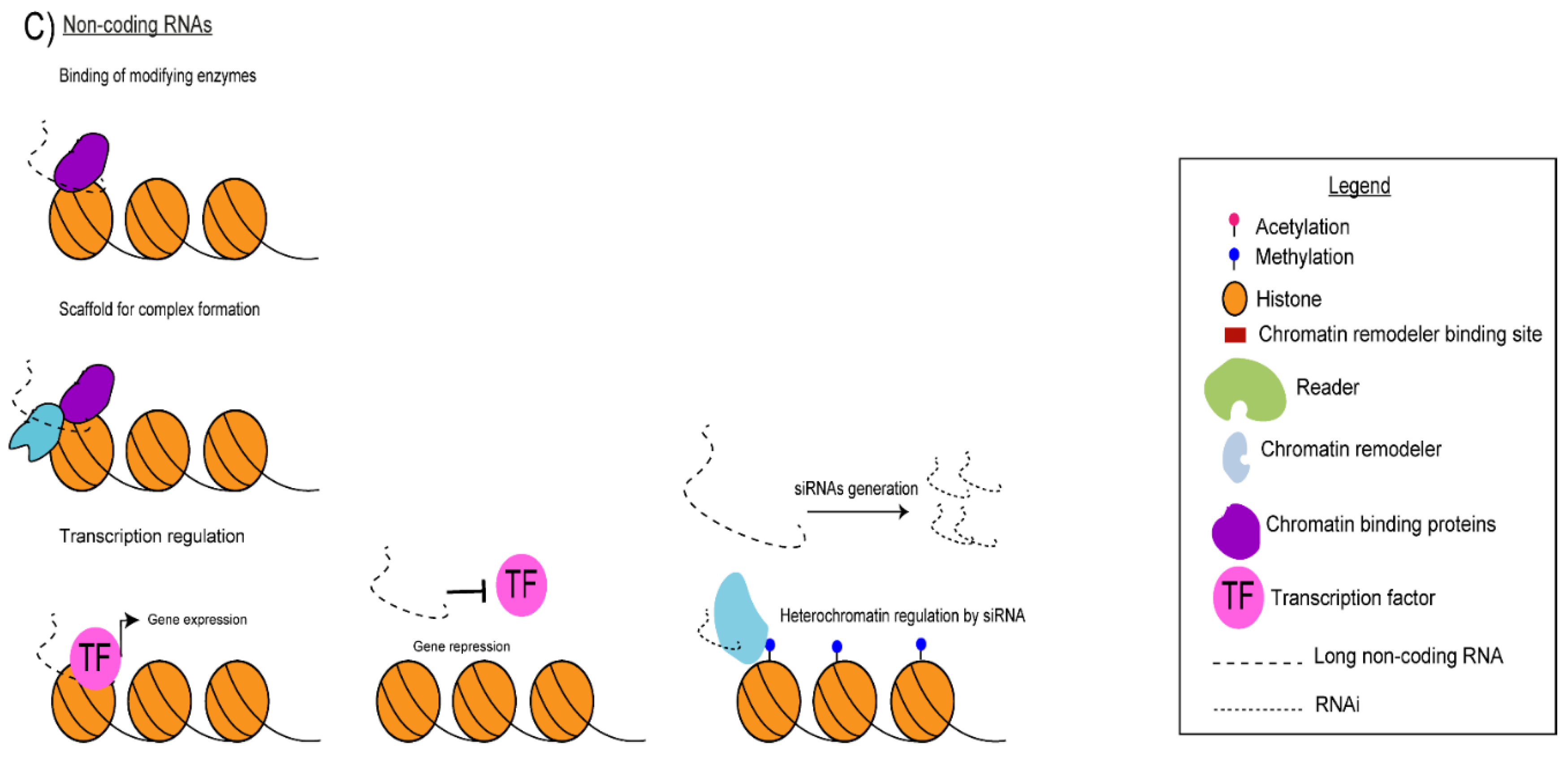 Pathogens 10 01463 g002b