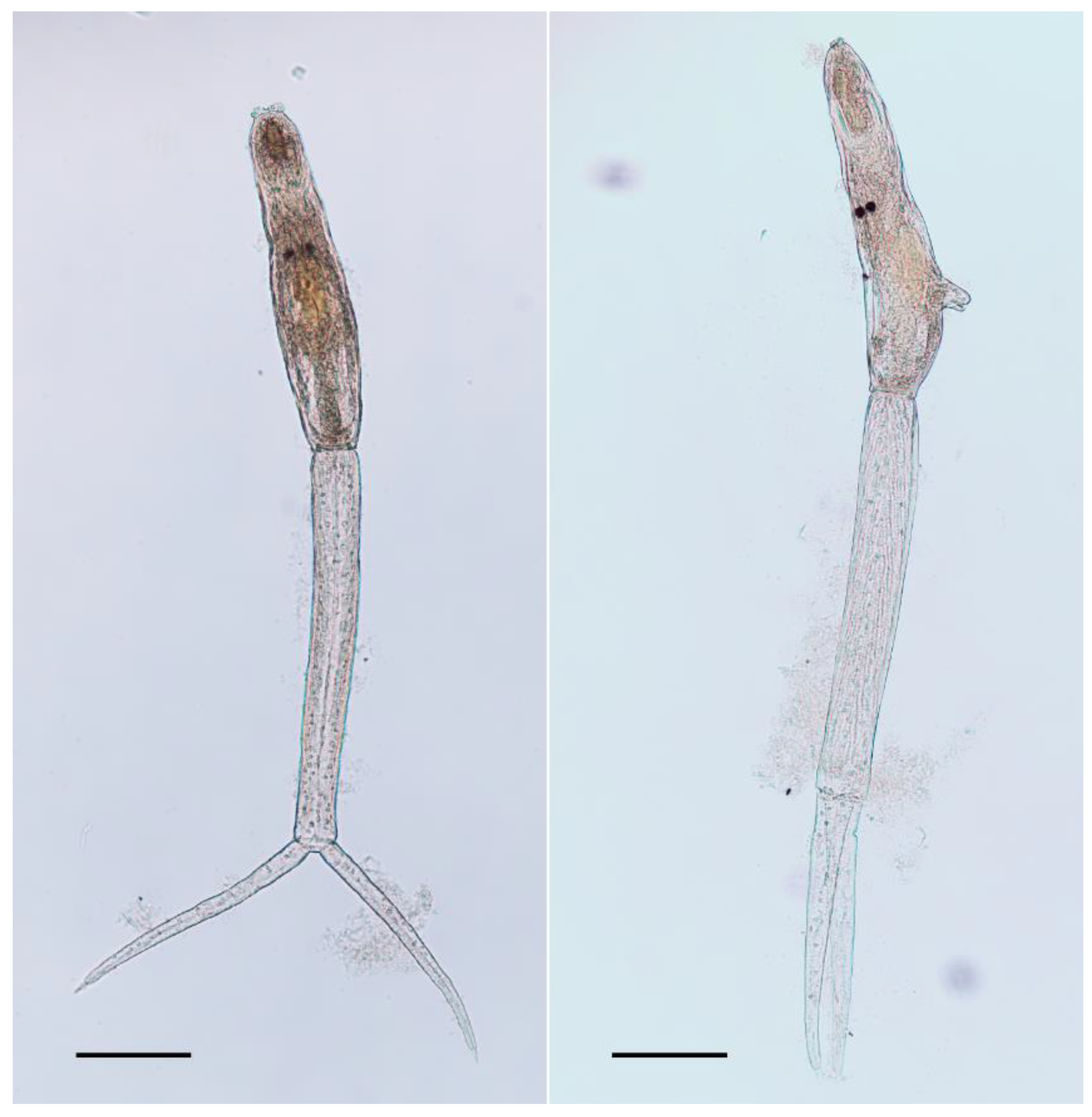Pathogens 10 01473 g001
