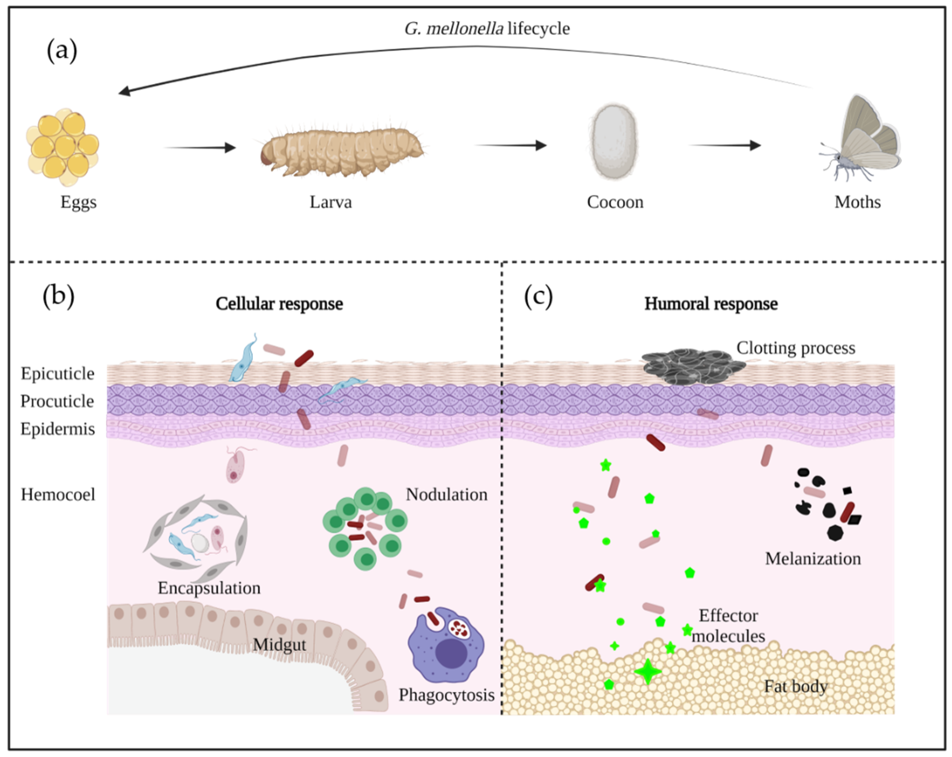 Pathogens 10 01483 g002