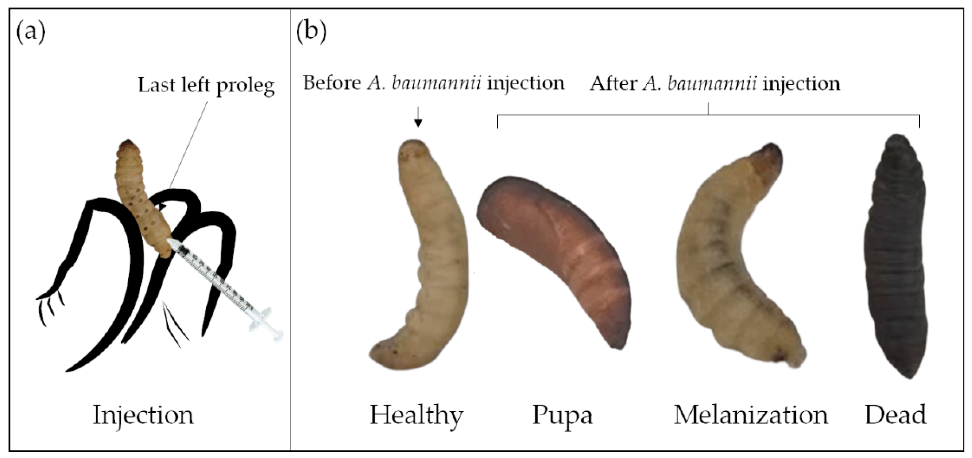 Pathogens 10 01483 g003