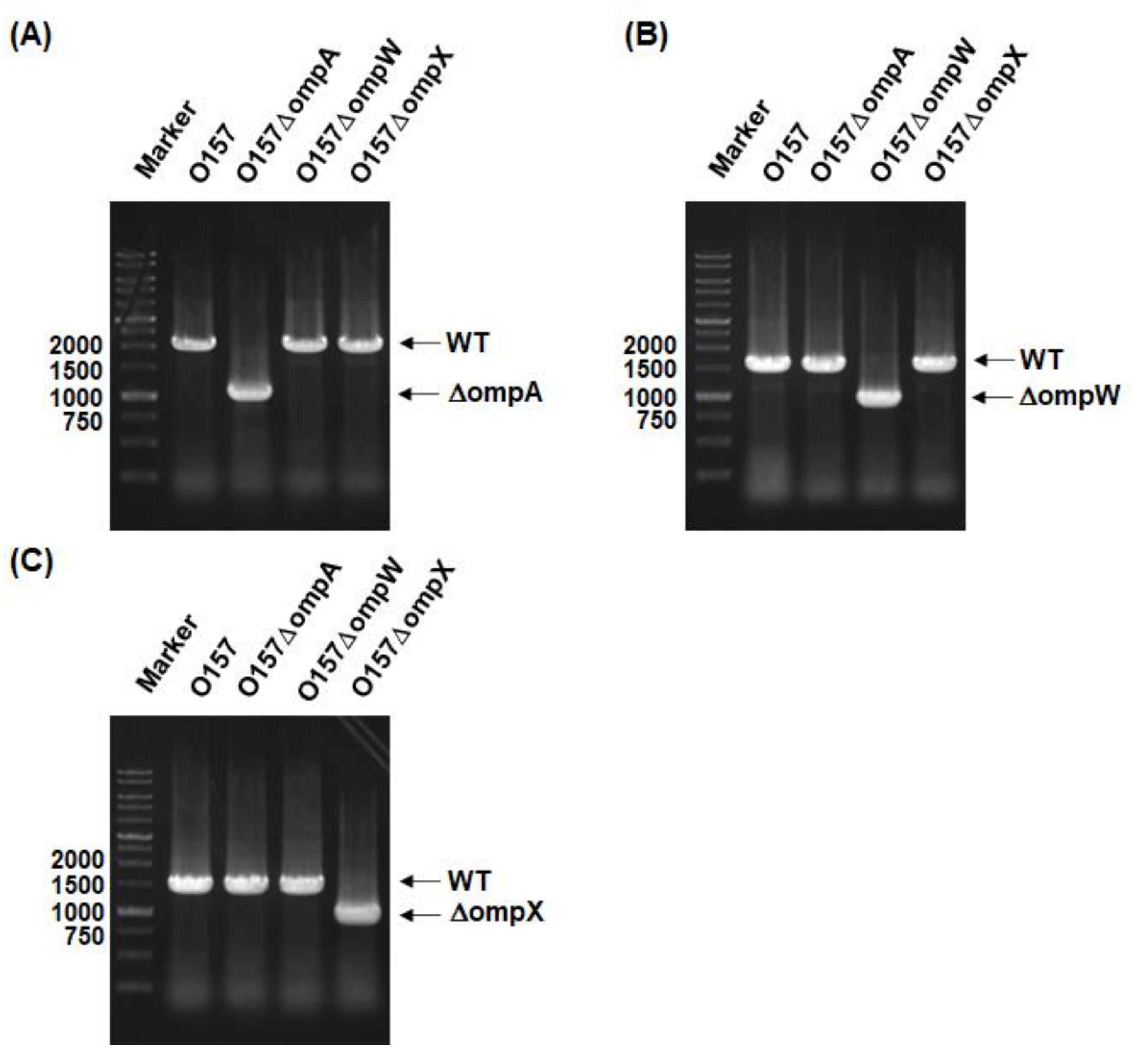Pathogens 10 01496 g001