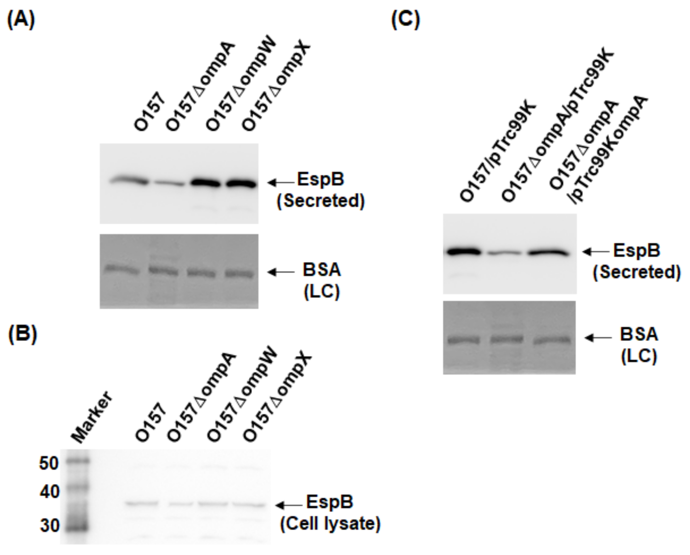 Pathogens 10 01496 g002