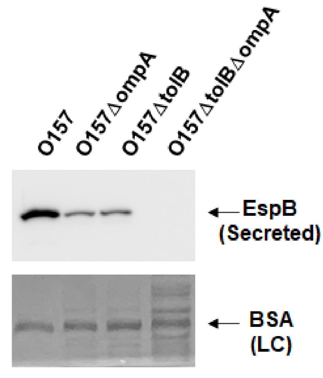 Pathogens 10 01496 g005