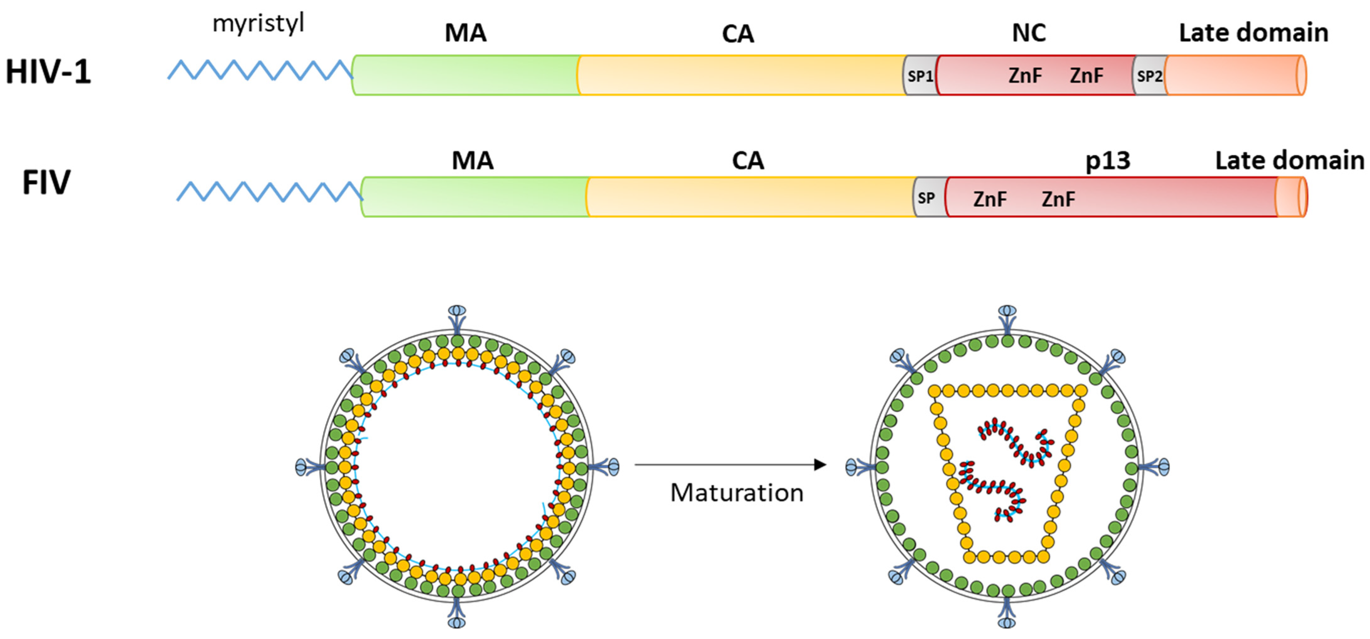 Pathogens 10 01502 g001 Pathogens 10 01502 g001