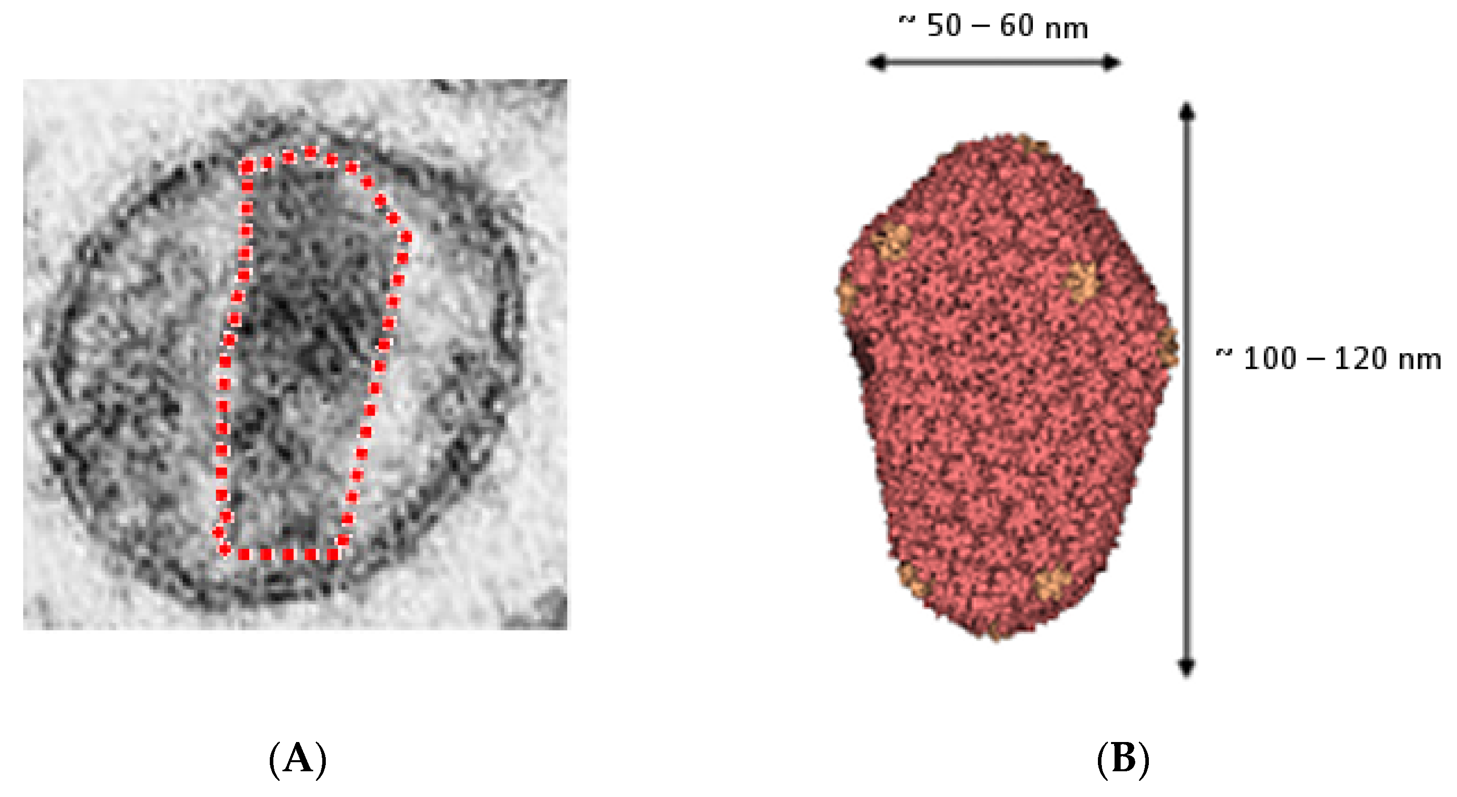 Pathogens 10 01502 g004 Pathogens 10 01502 g004